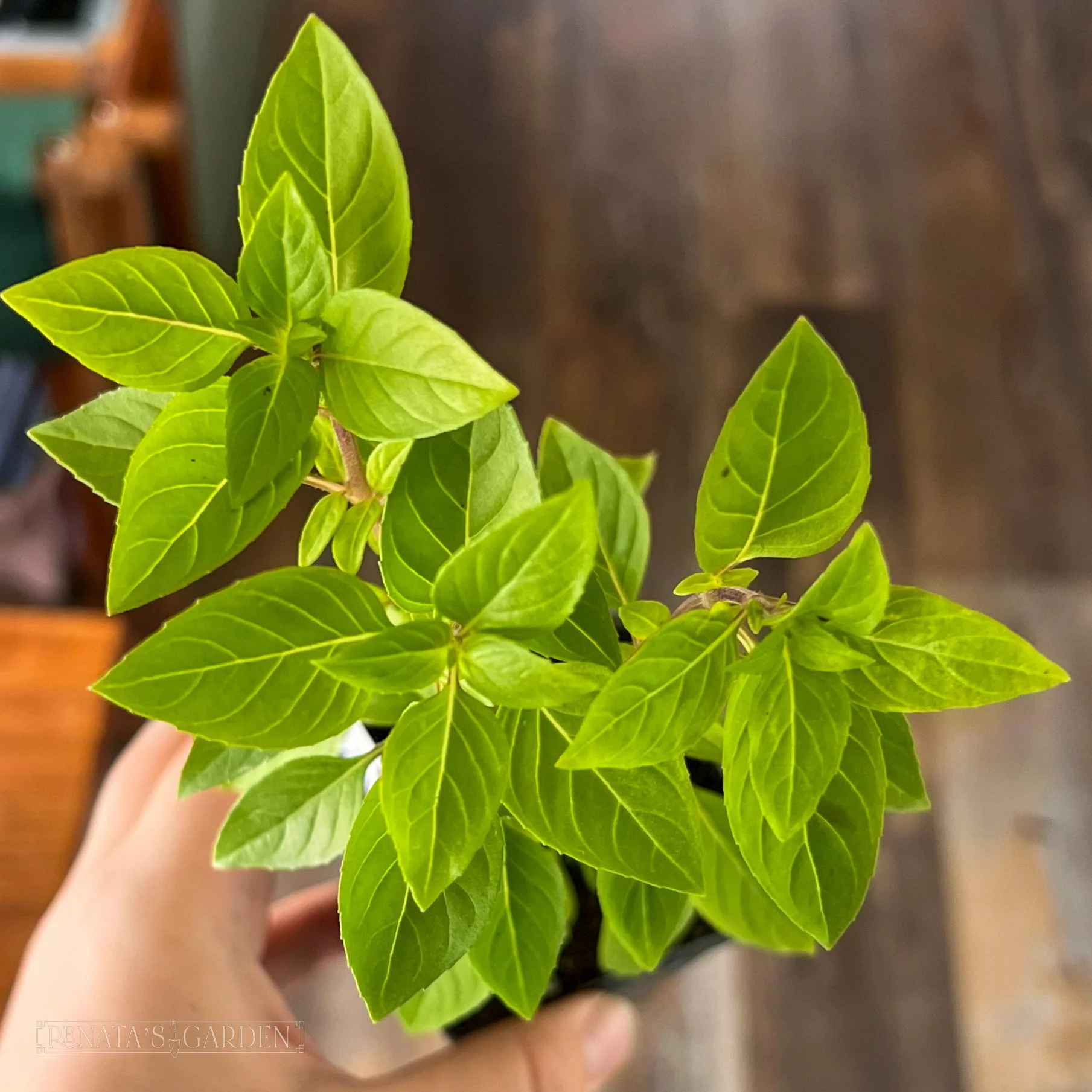 Basil 'Everleaf Thai Towers'