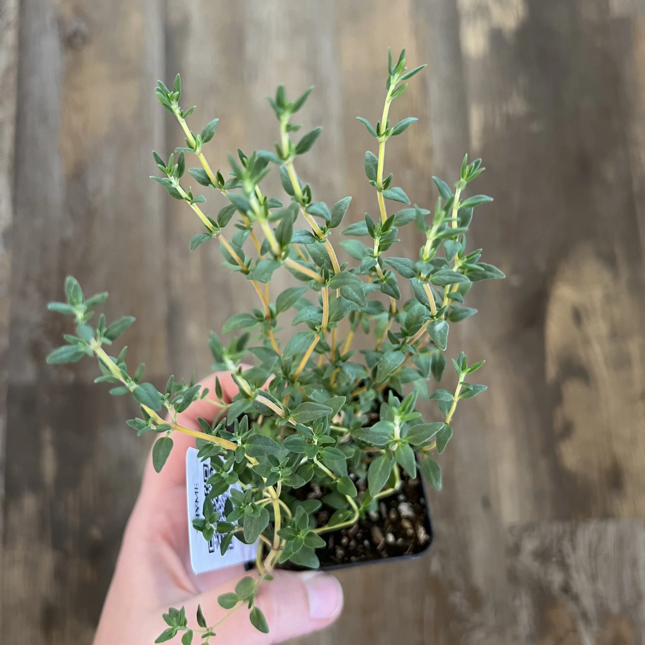 thyme plant