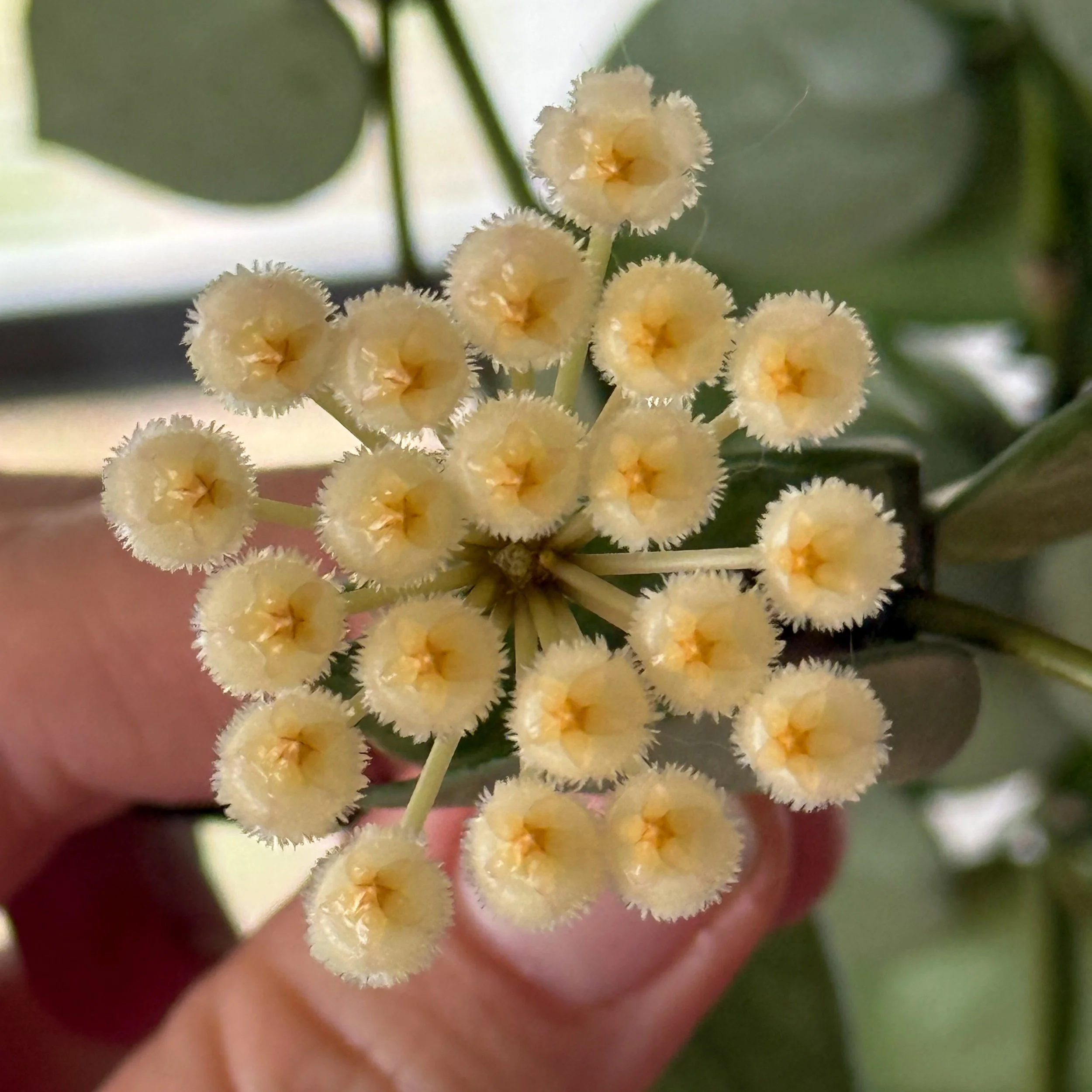 Hoya krohniana 'Eskimo' bloom