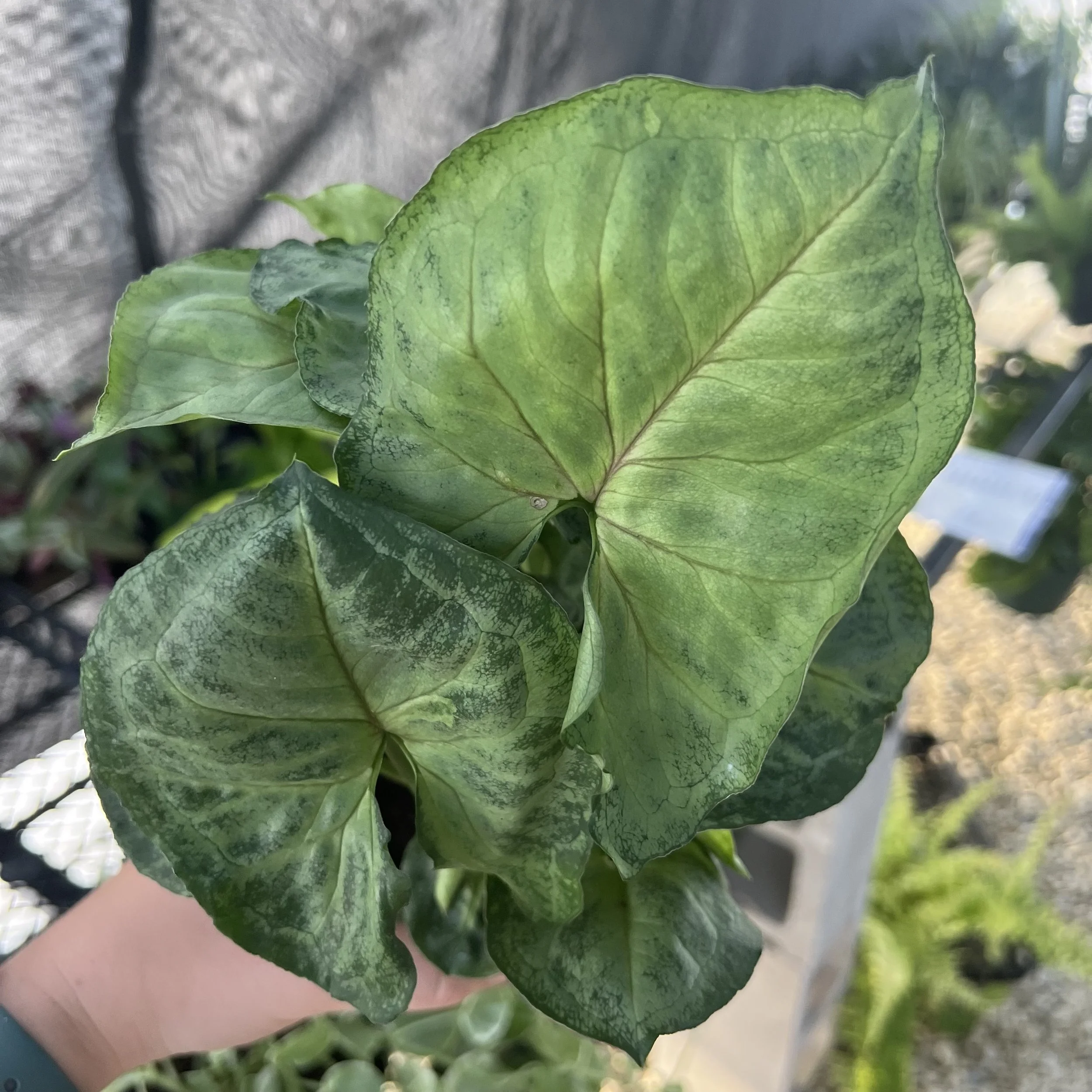 Bob's Allusion Arrowhead Vine