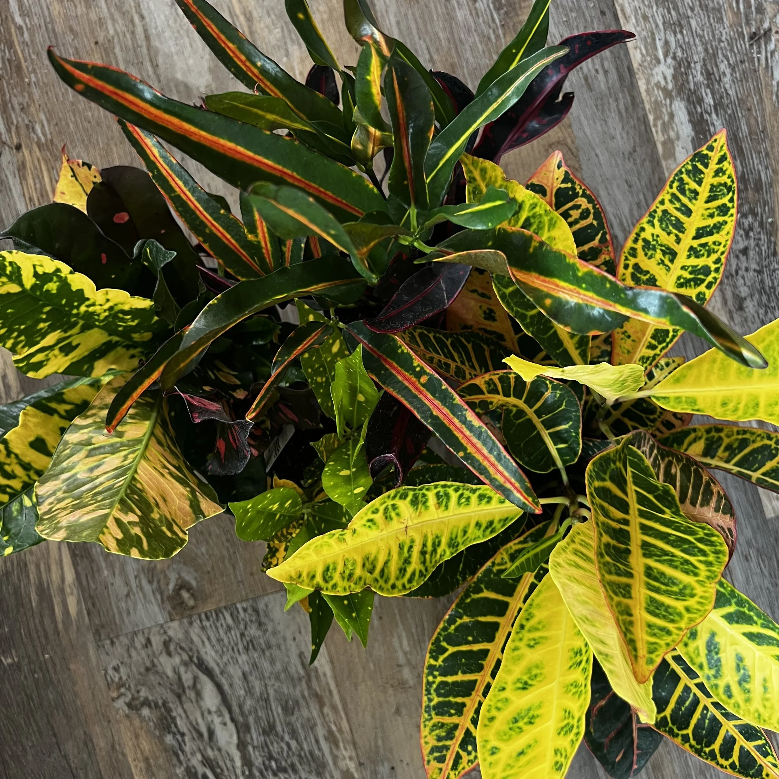 croton diversity