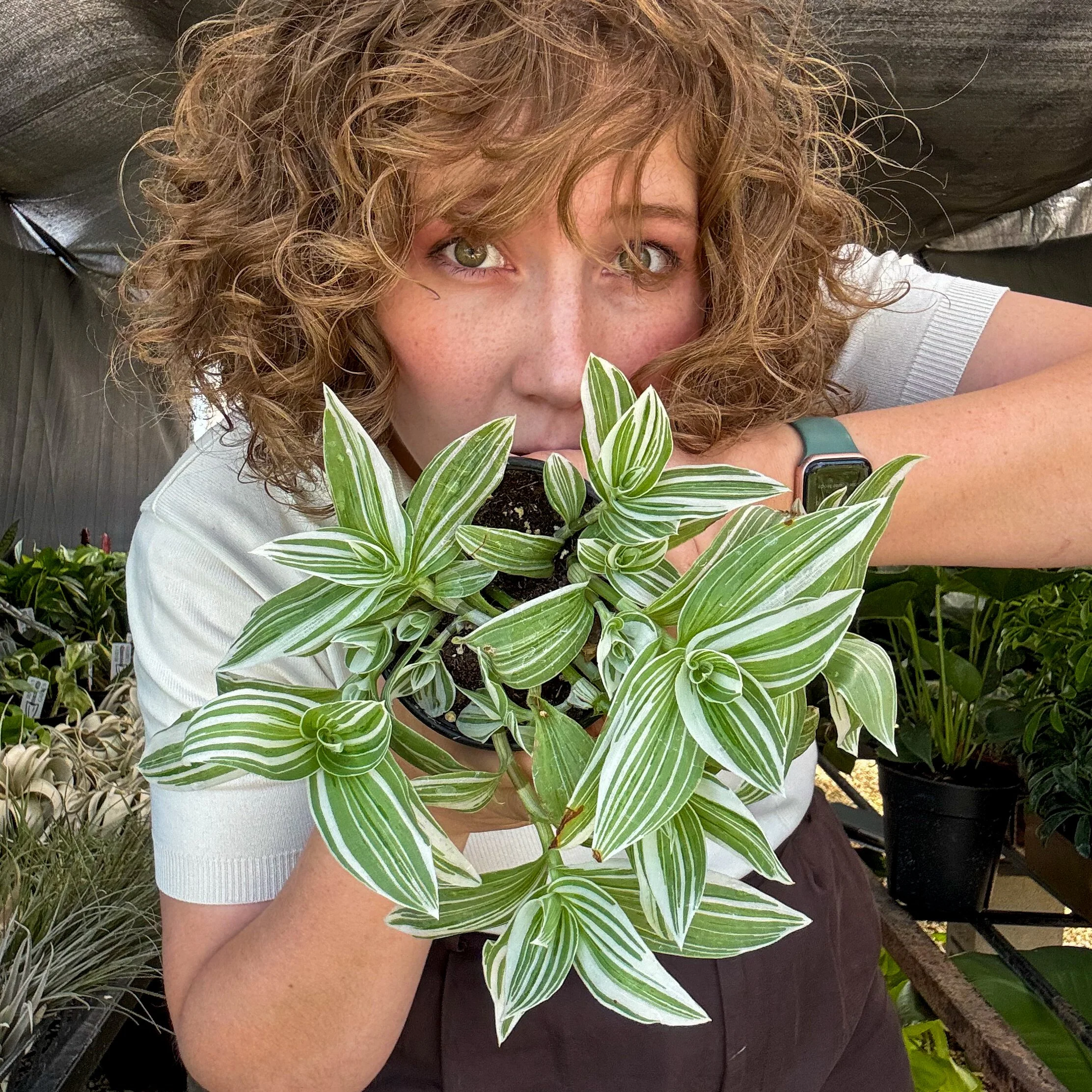Tradescantia 'Sanna'
