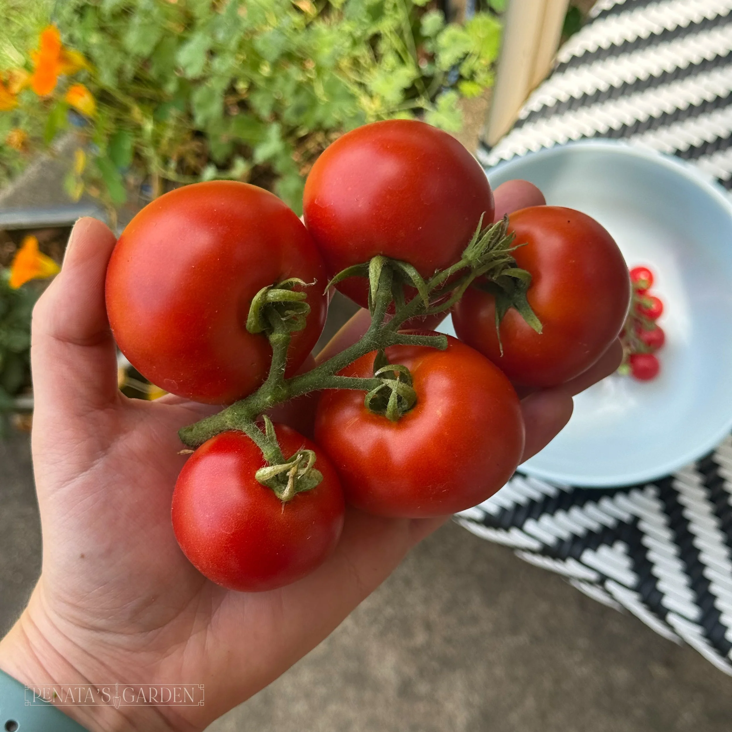 Patio Tomato