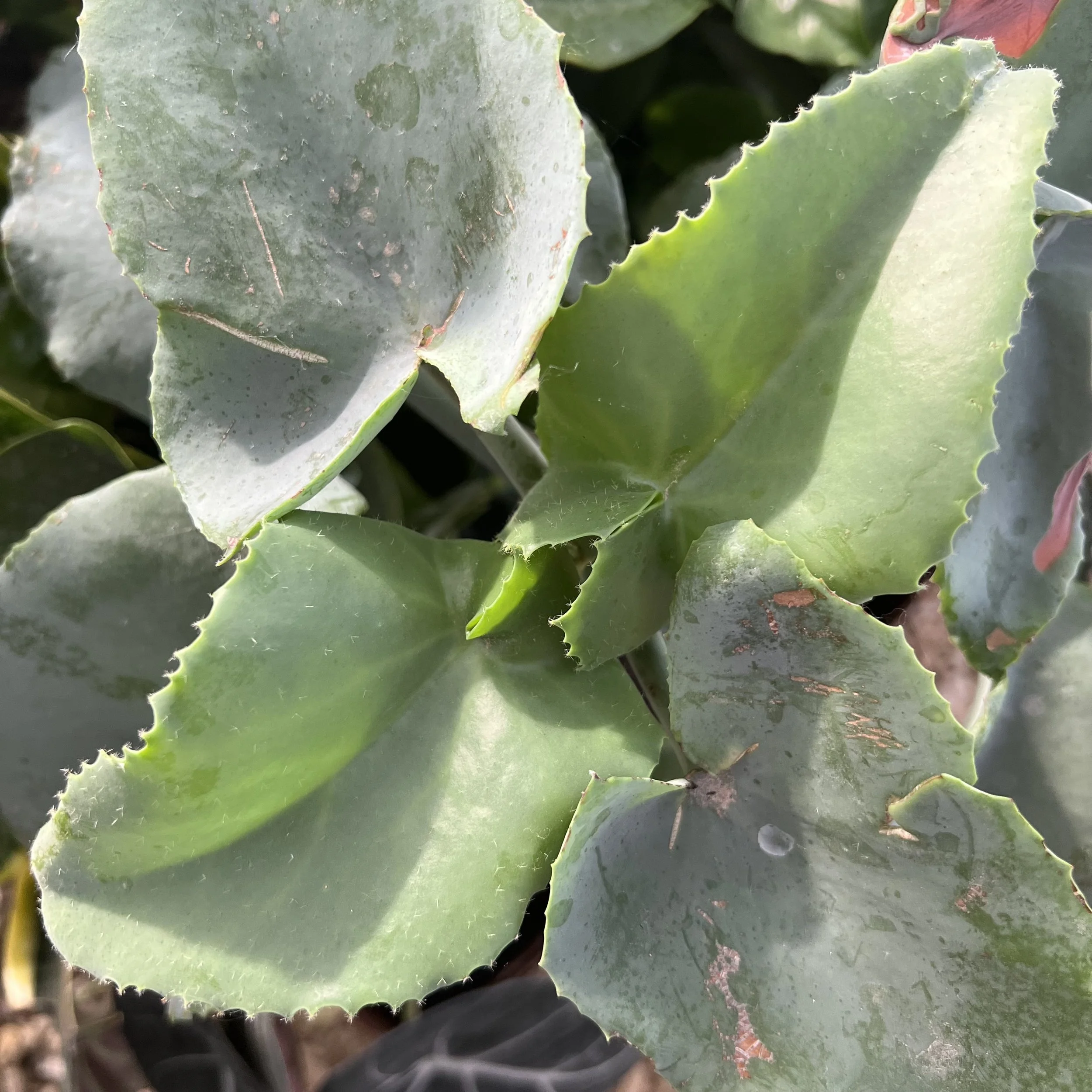 Kalanchoe
