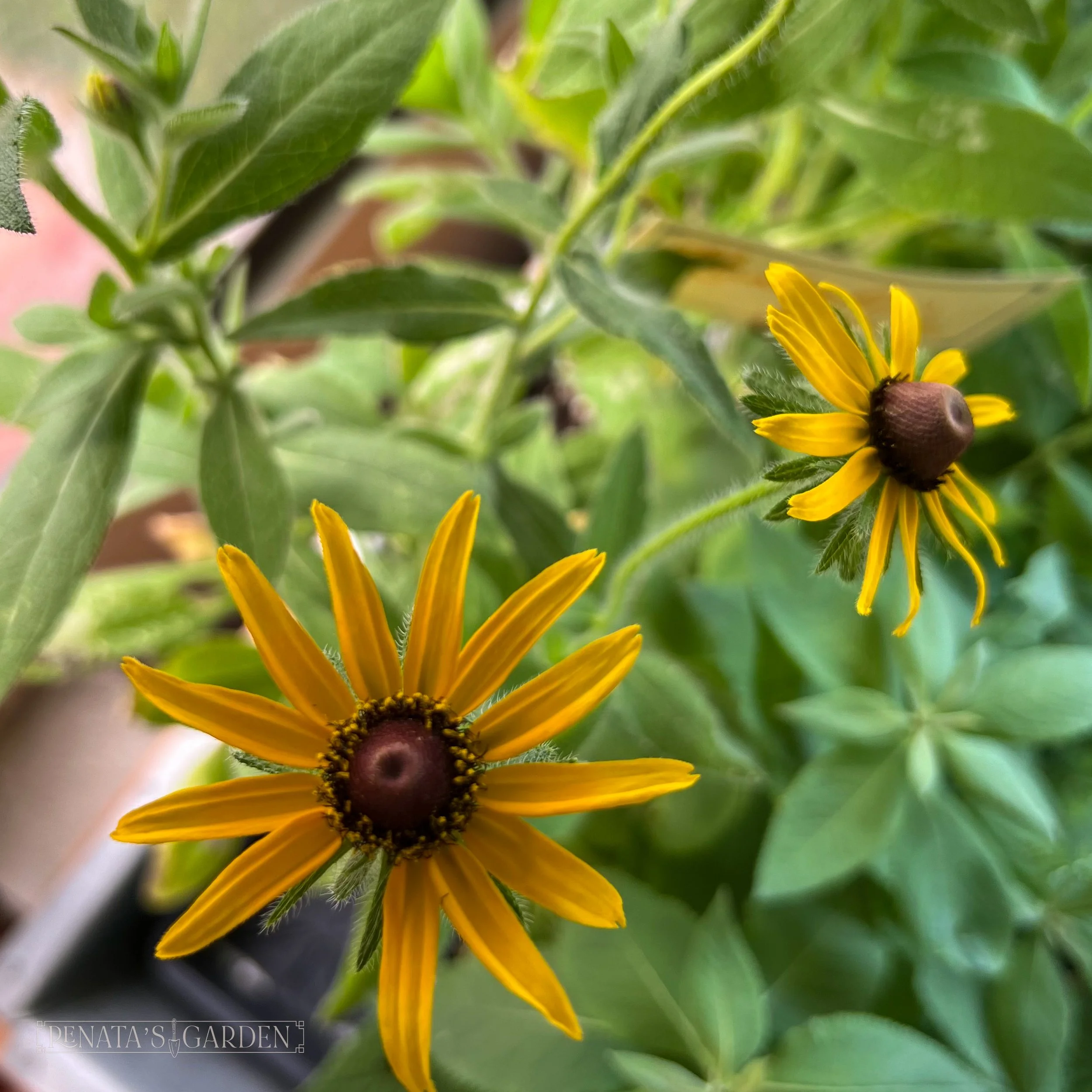 Black-eyed Susan