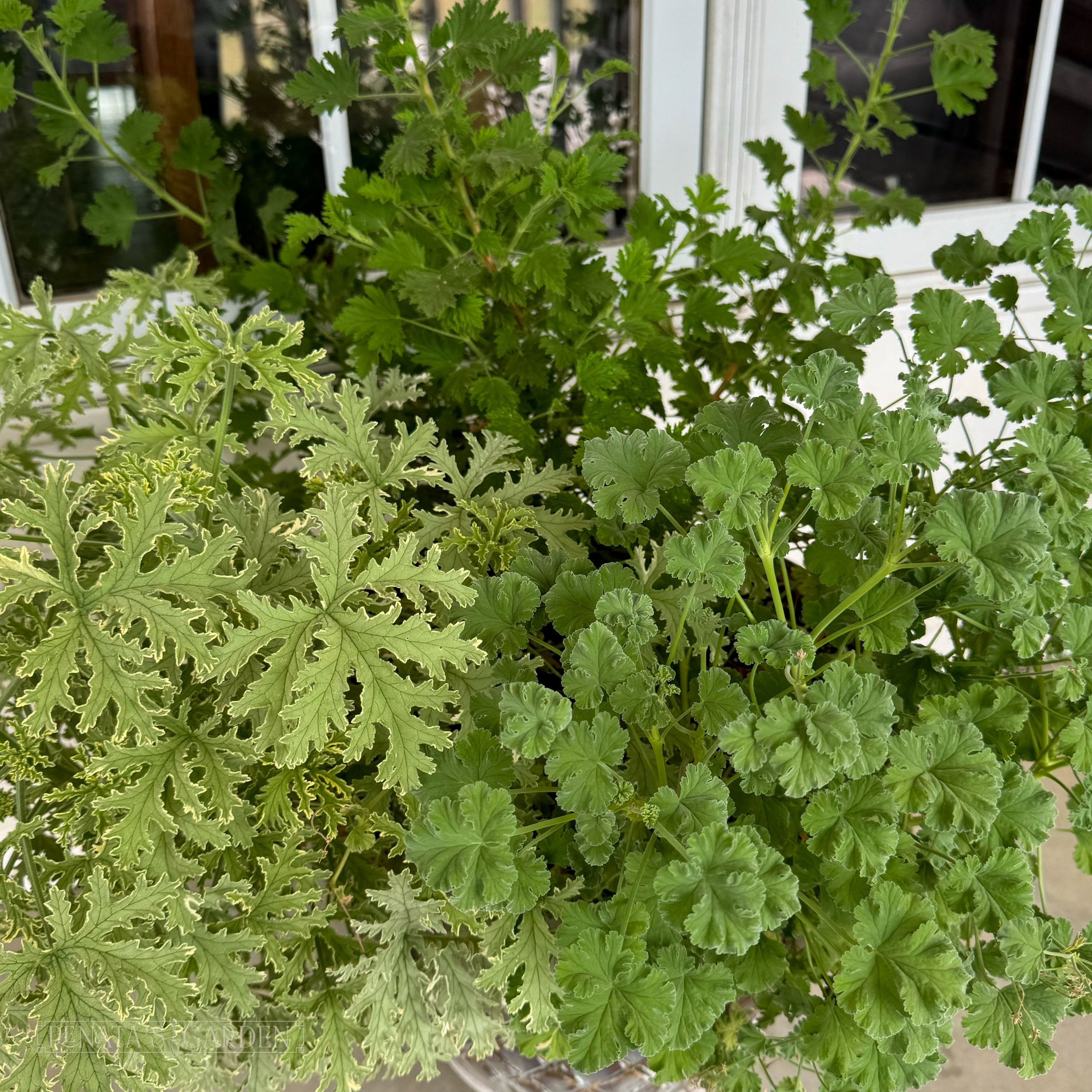 Scented Geranium Planter