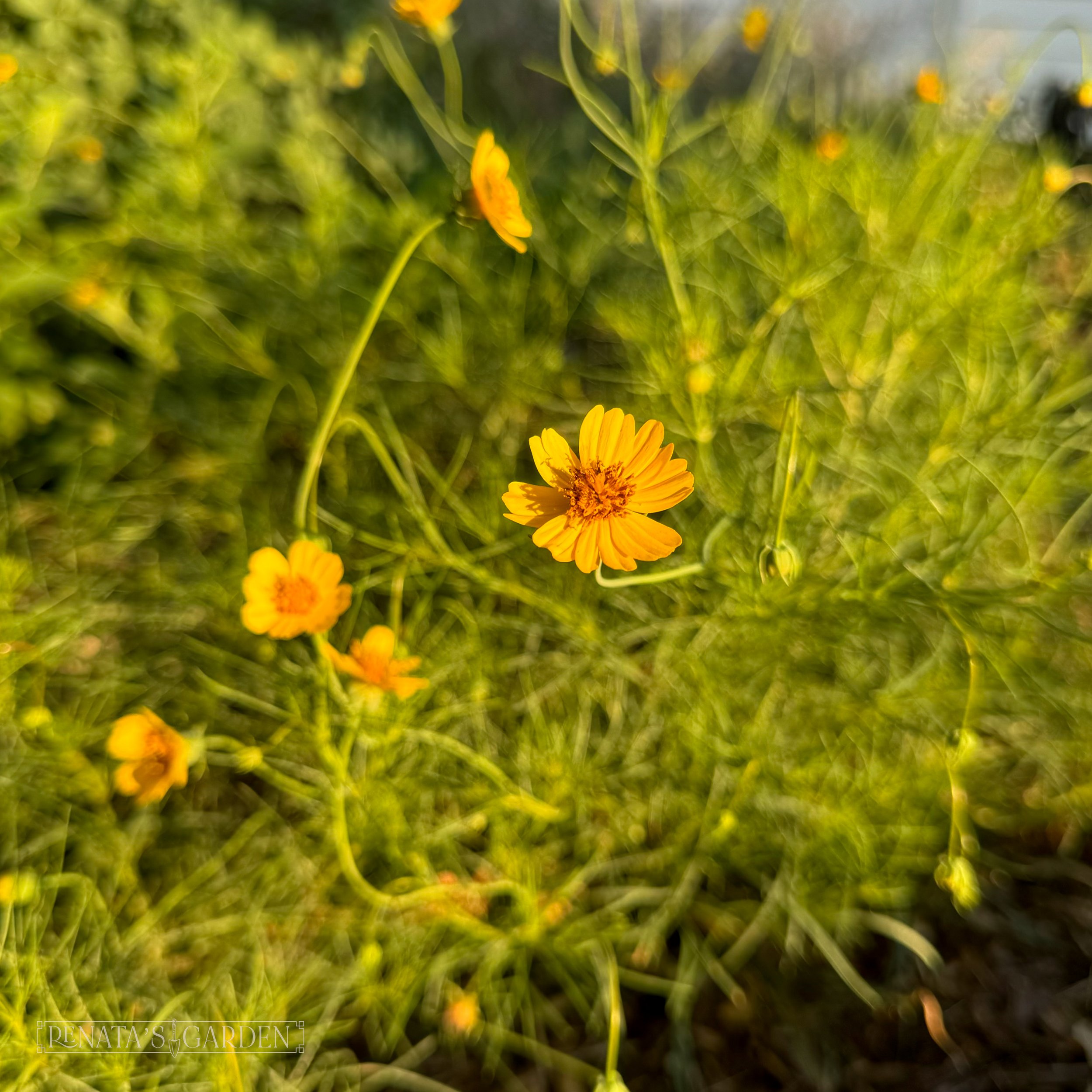 Thread-leaf Greenthread