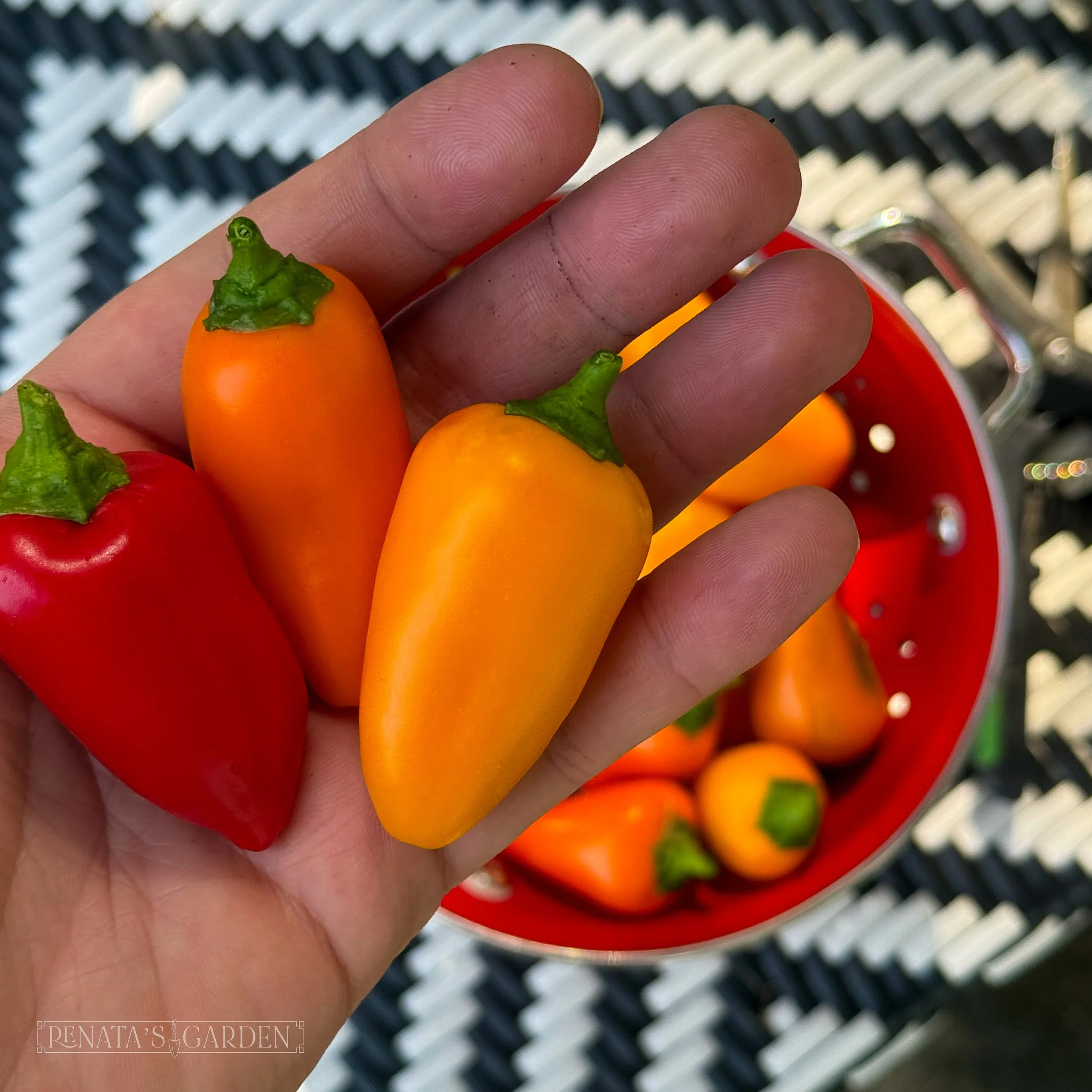Snack Pepper 'Fresh Bites'