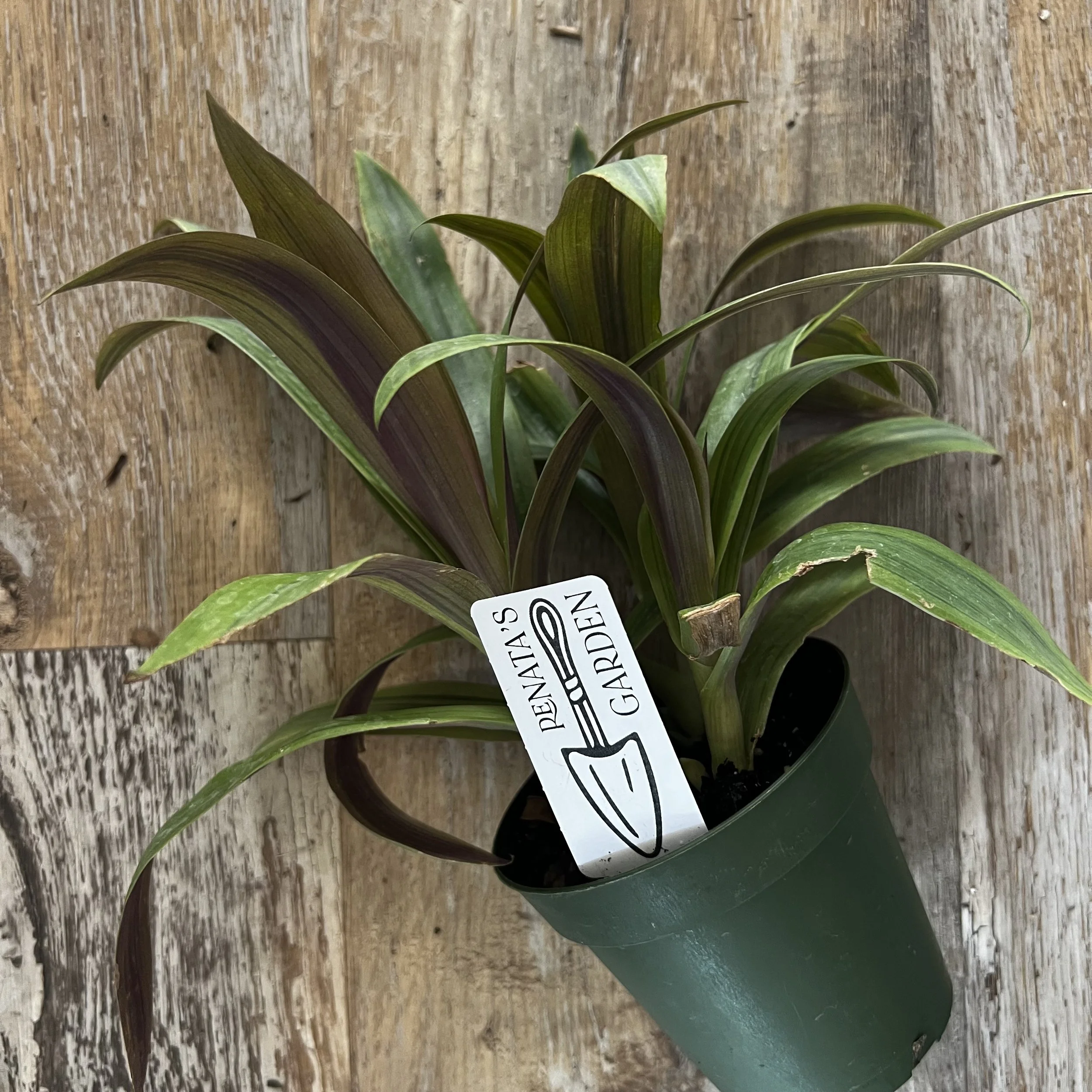 spathaceae tradescantia