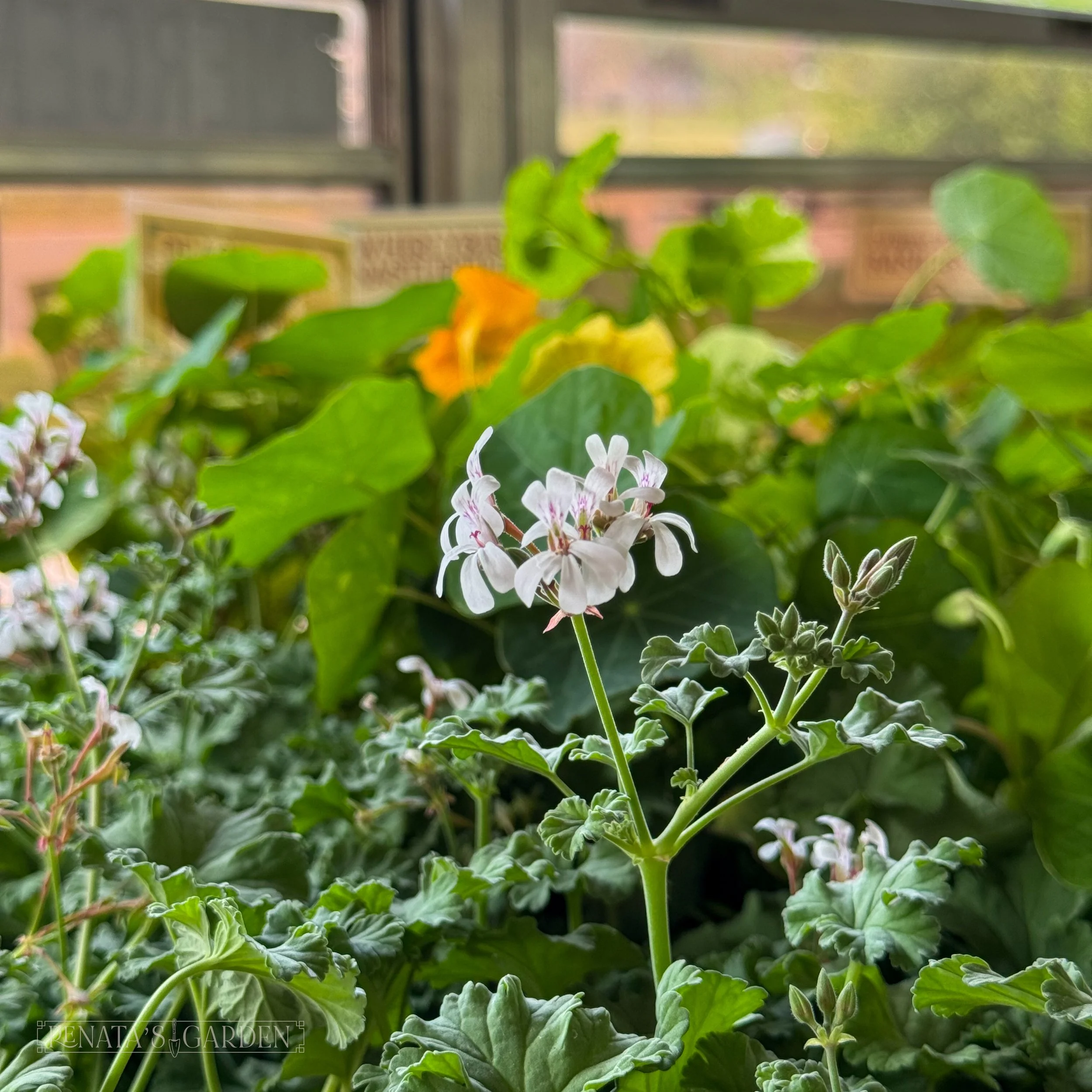 Rosemary (KSU) Scented Geranium