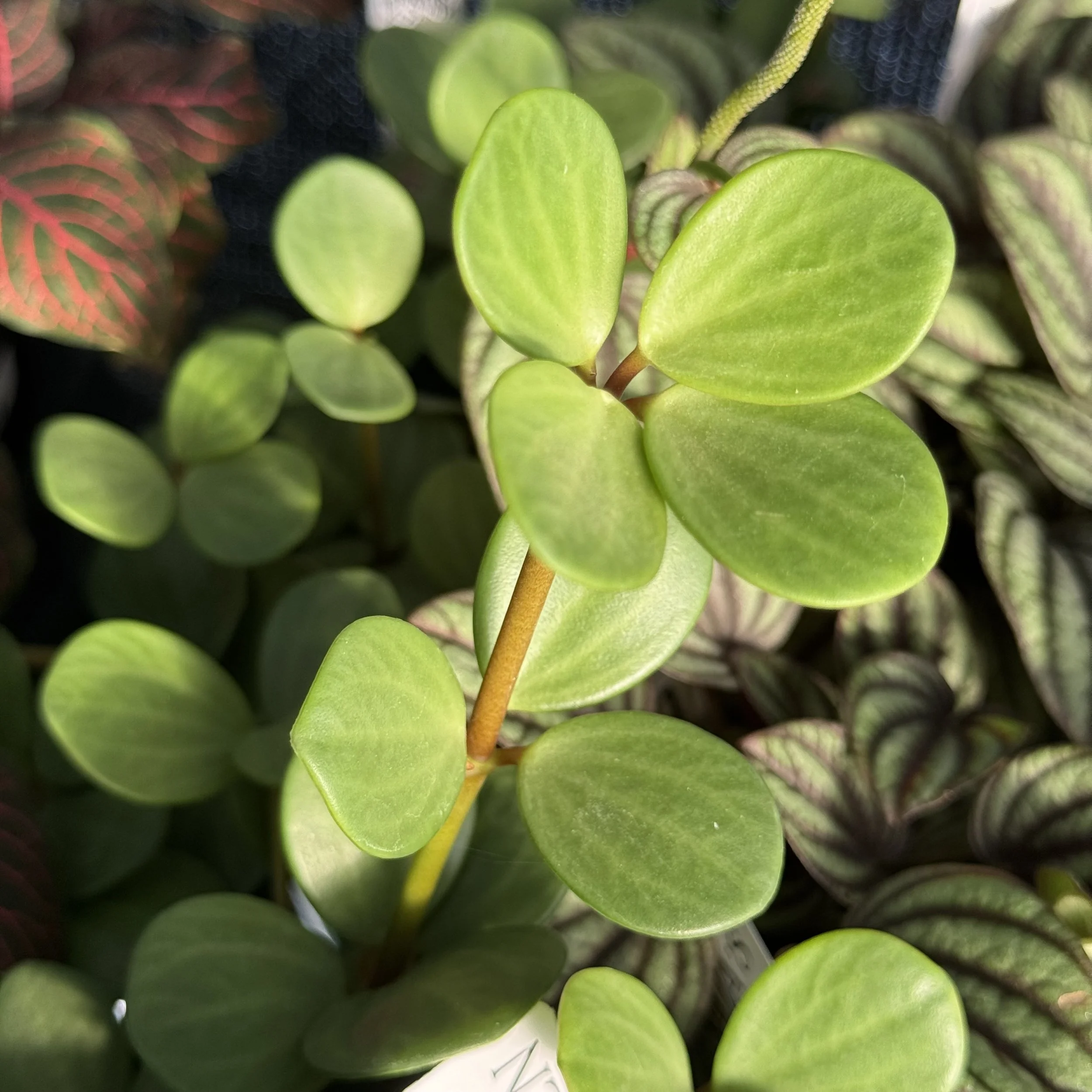 Peperomia deppeana x quadrivalvis 'Hope'