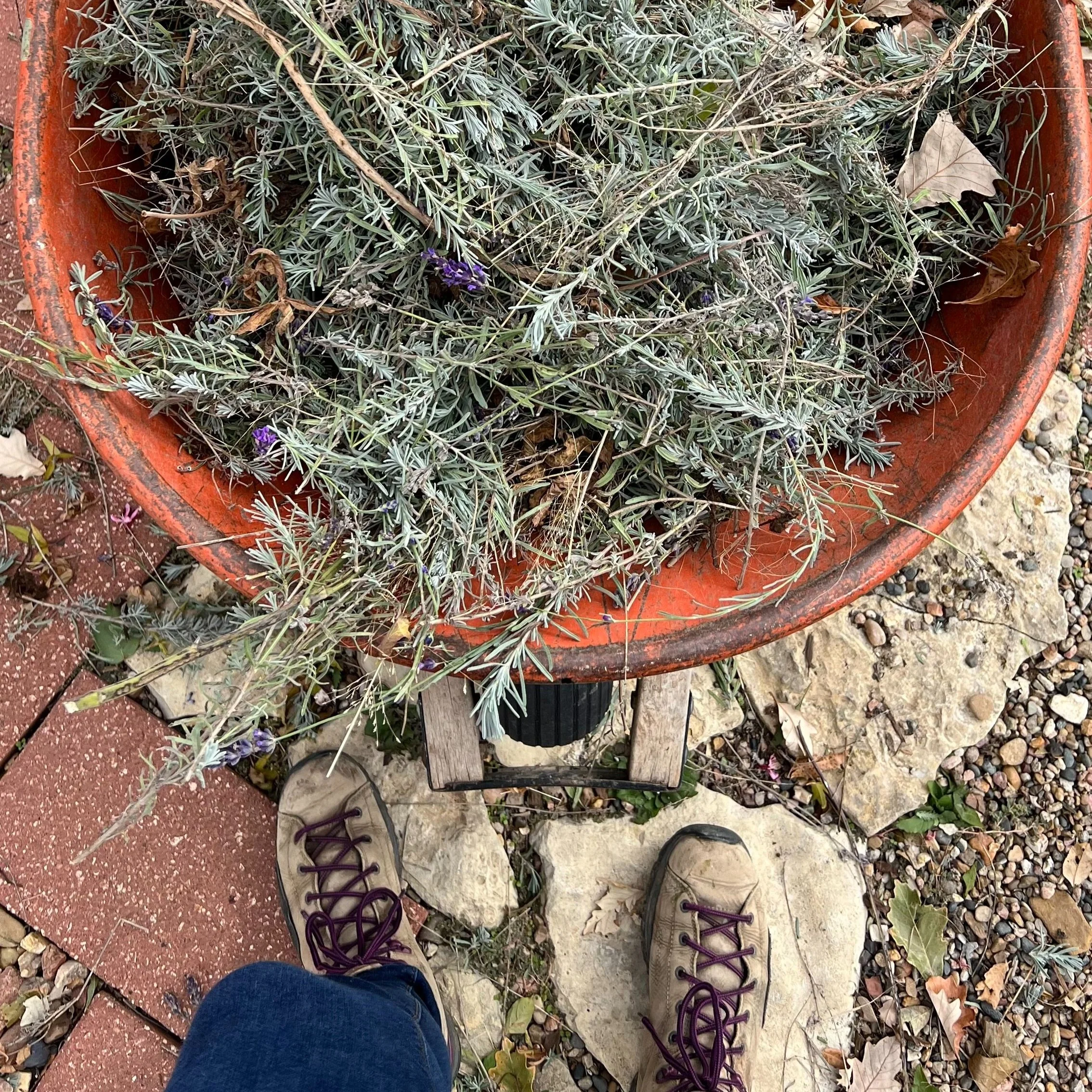 lavender pruning