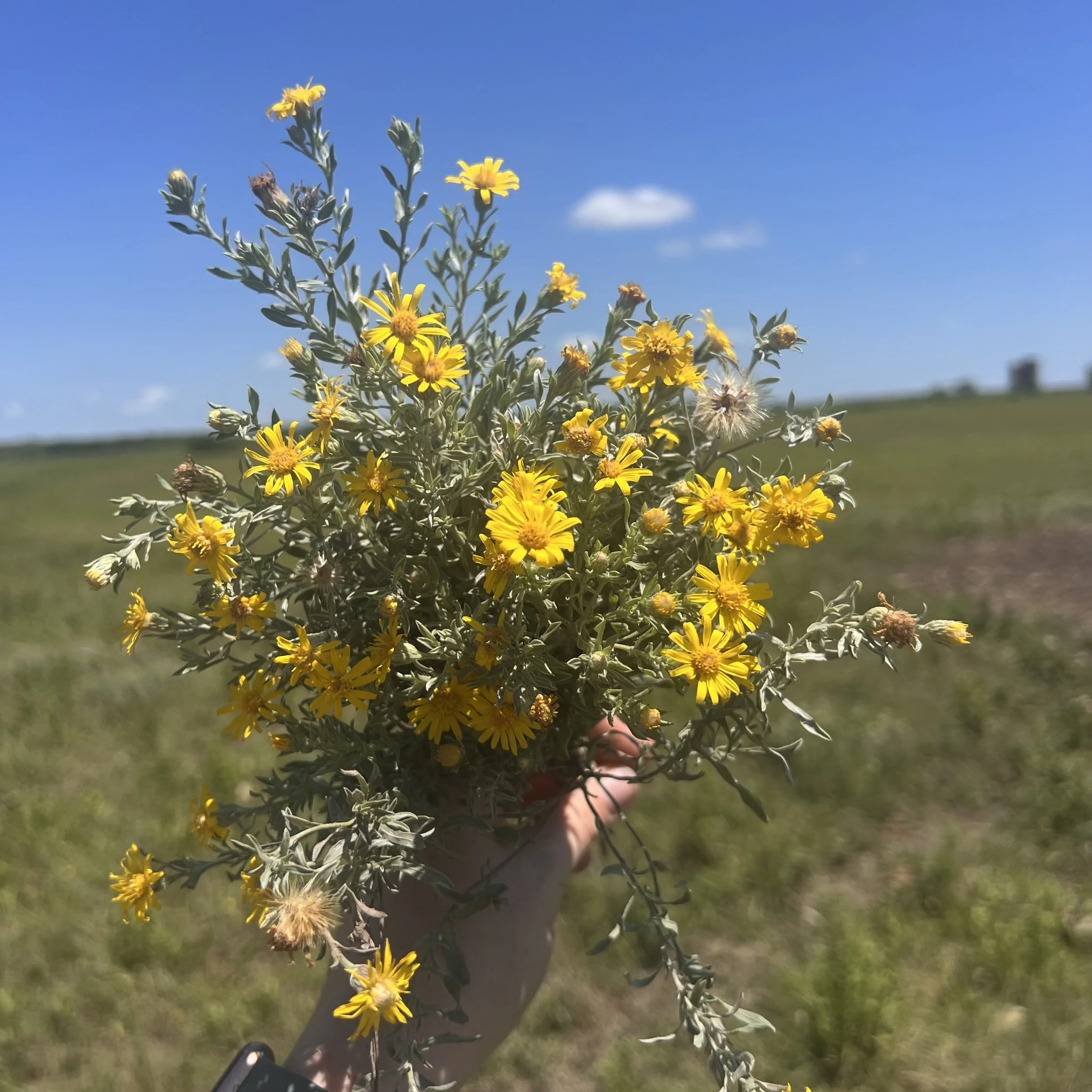 bunch of gray golden aster