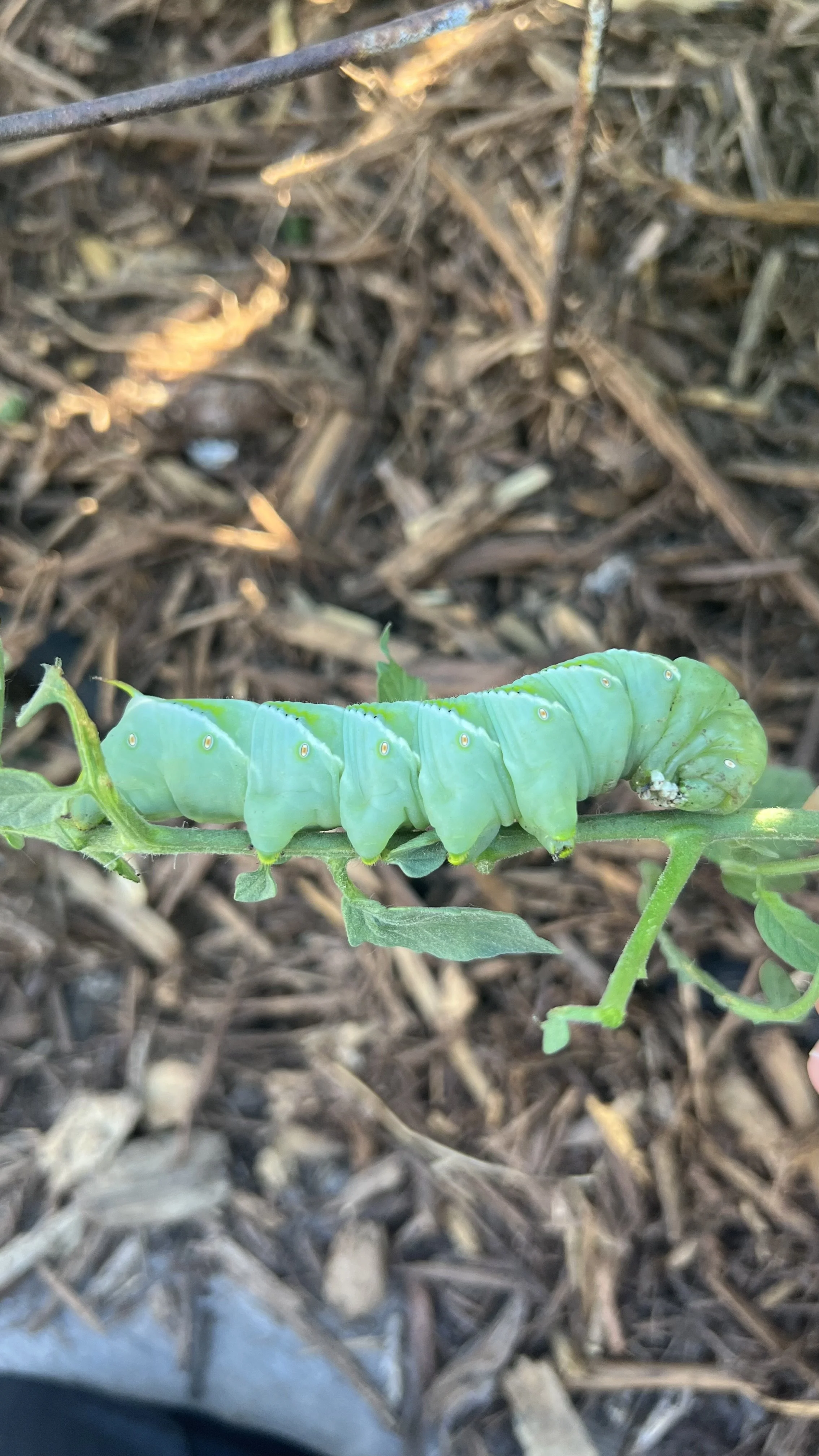 tomato hornworm
