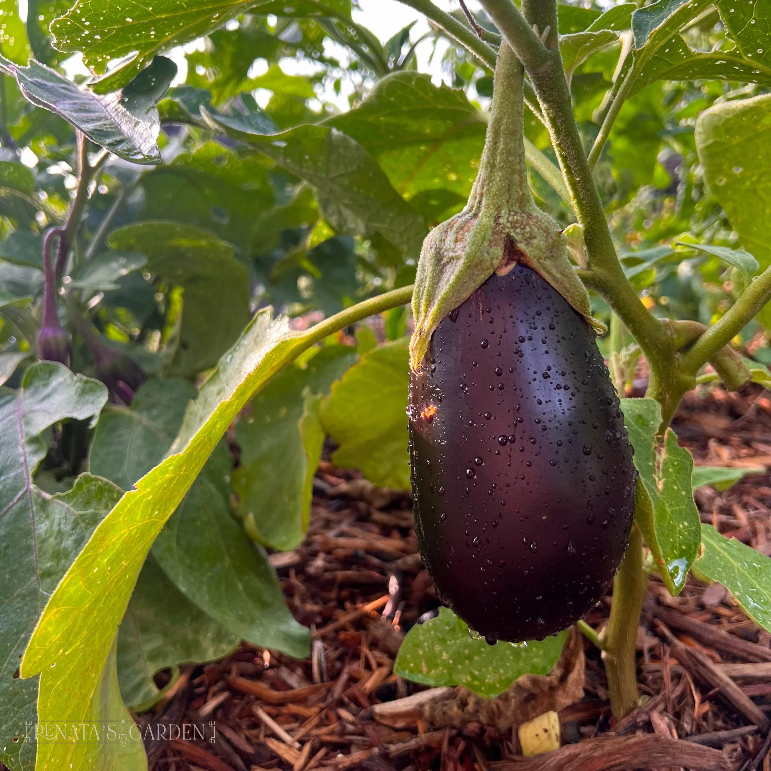 Eggplant 'Nigral'