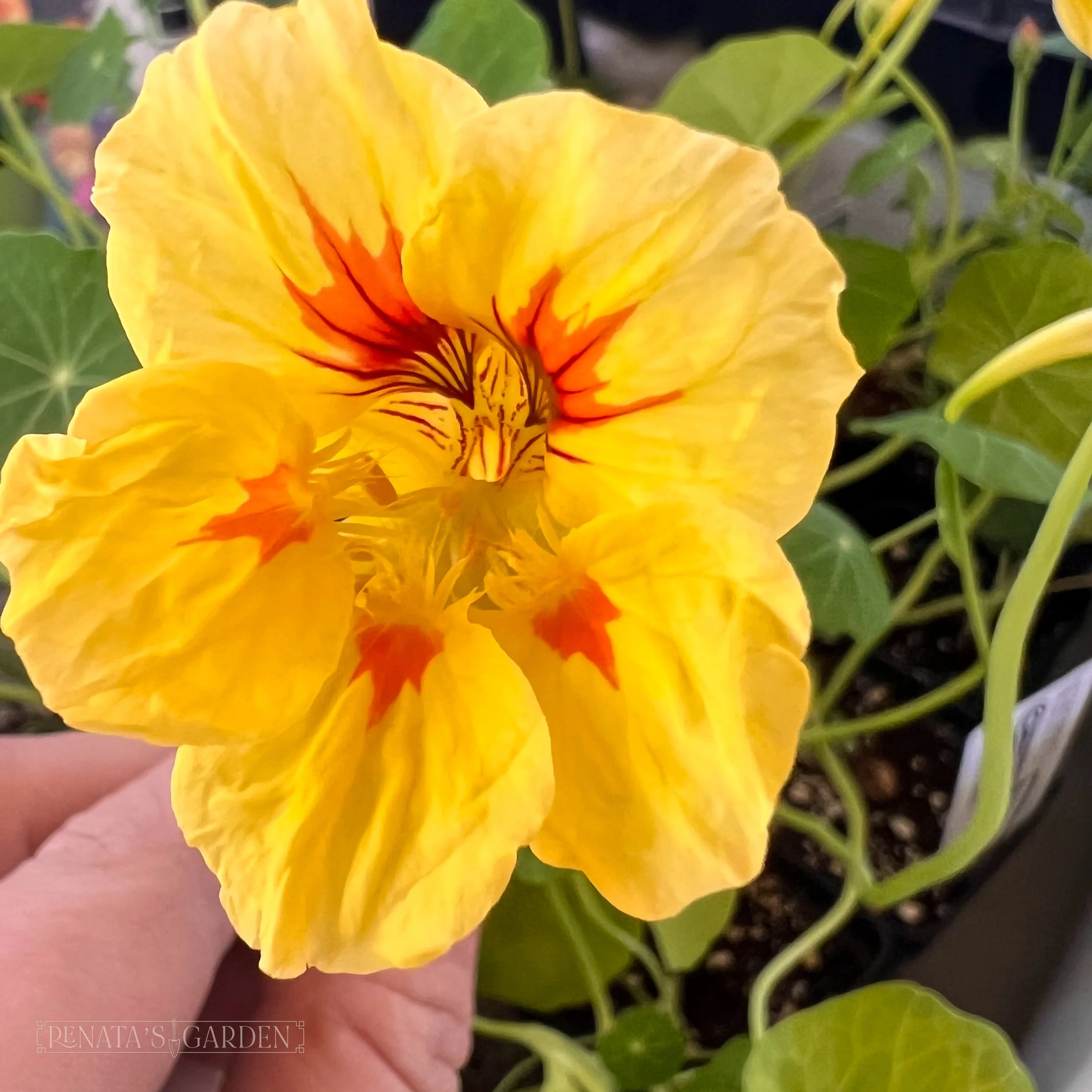 Nasturtium 'Peach Melba'