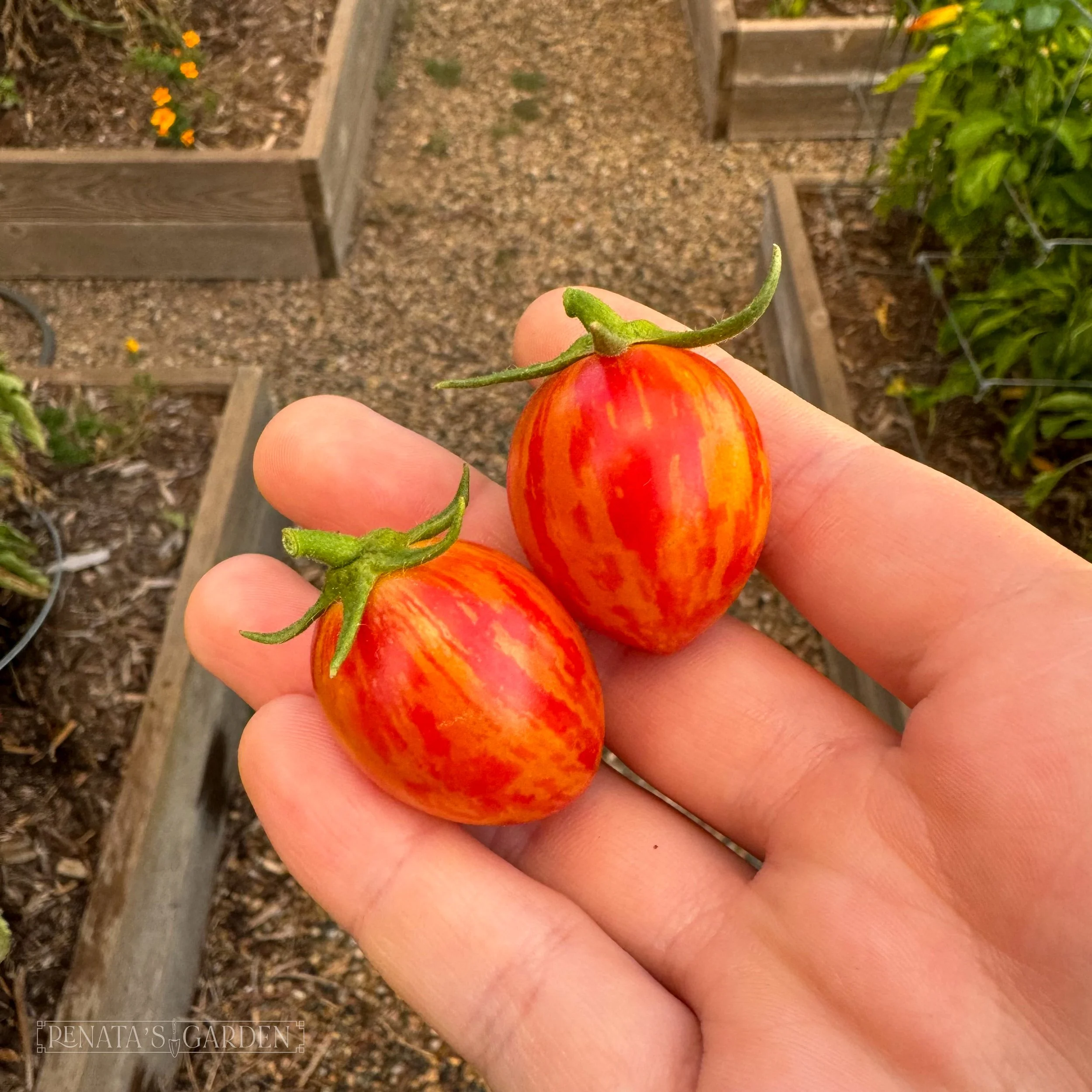 Cherry Tomato 'Bumble Bee Sunrise'
