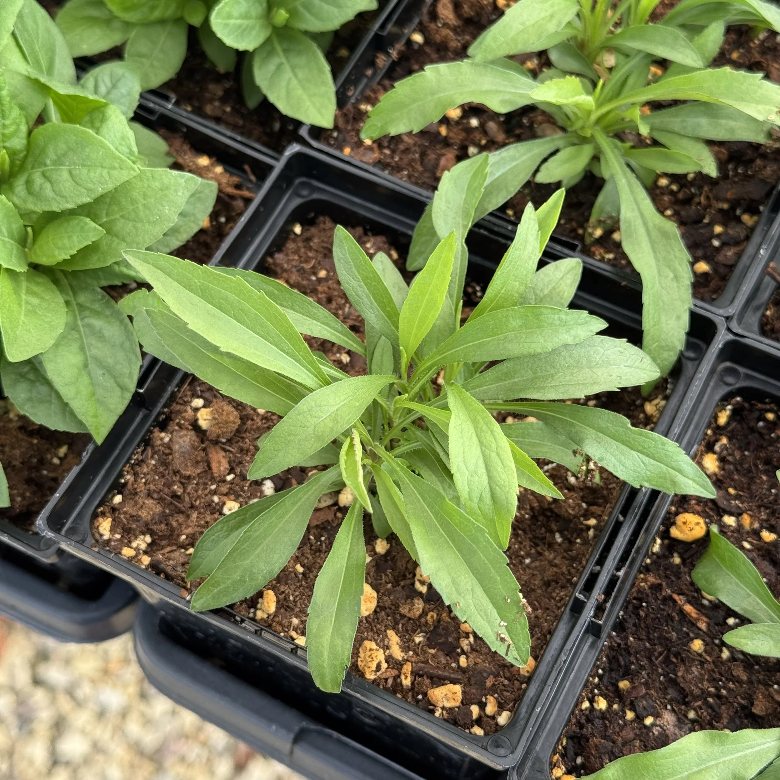 young goldenrod plant