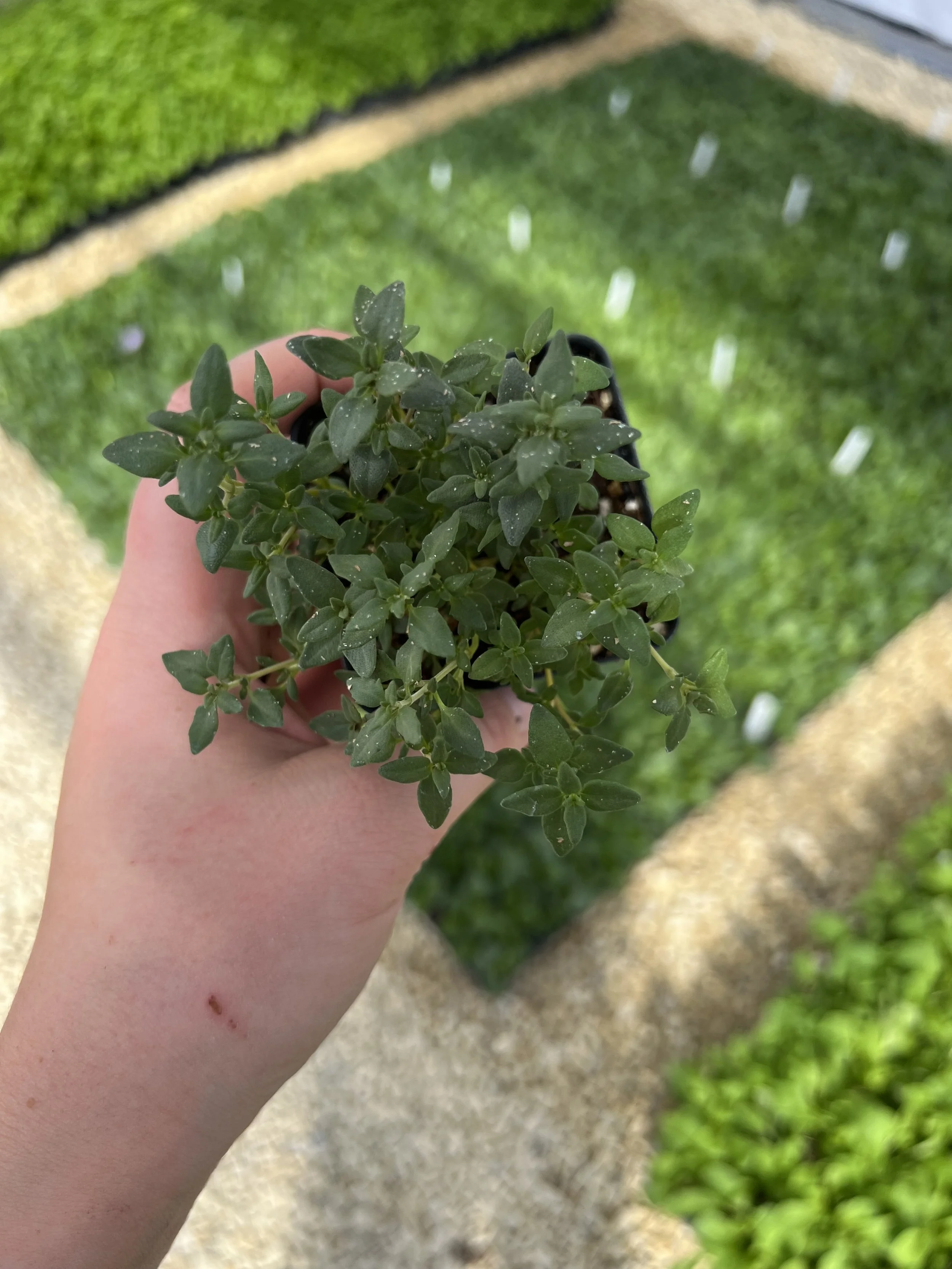 thyme plant