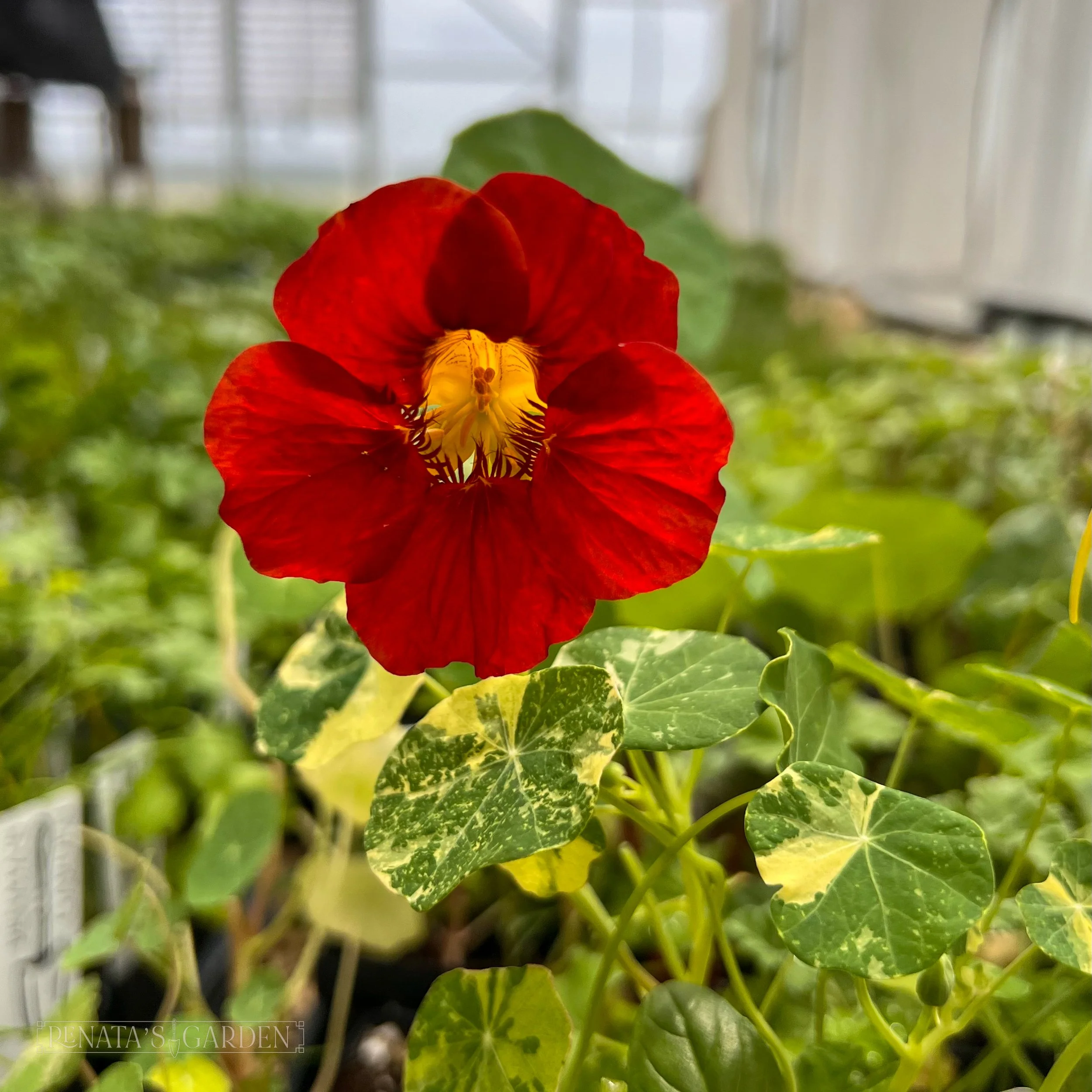 Nasturtium 'Alaska'