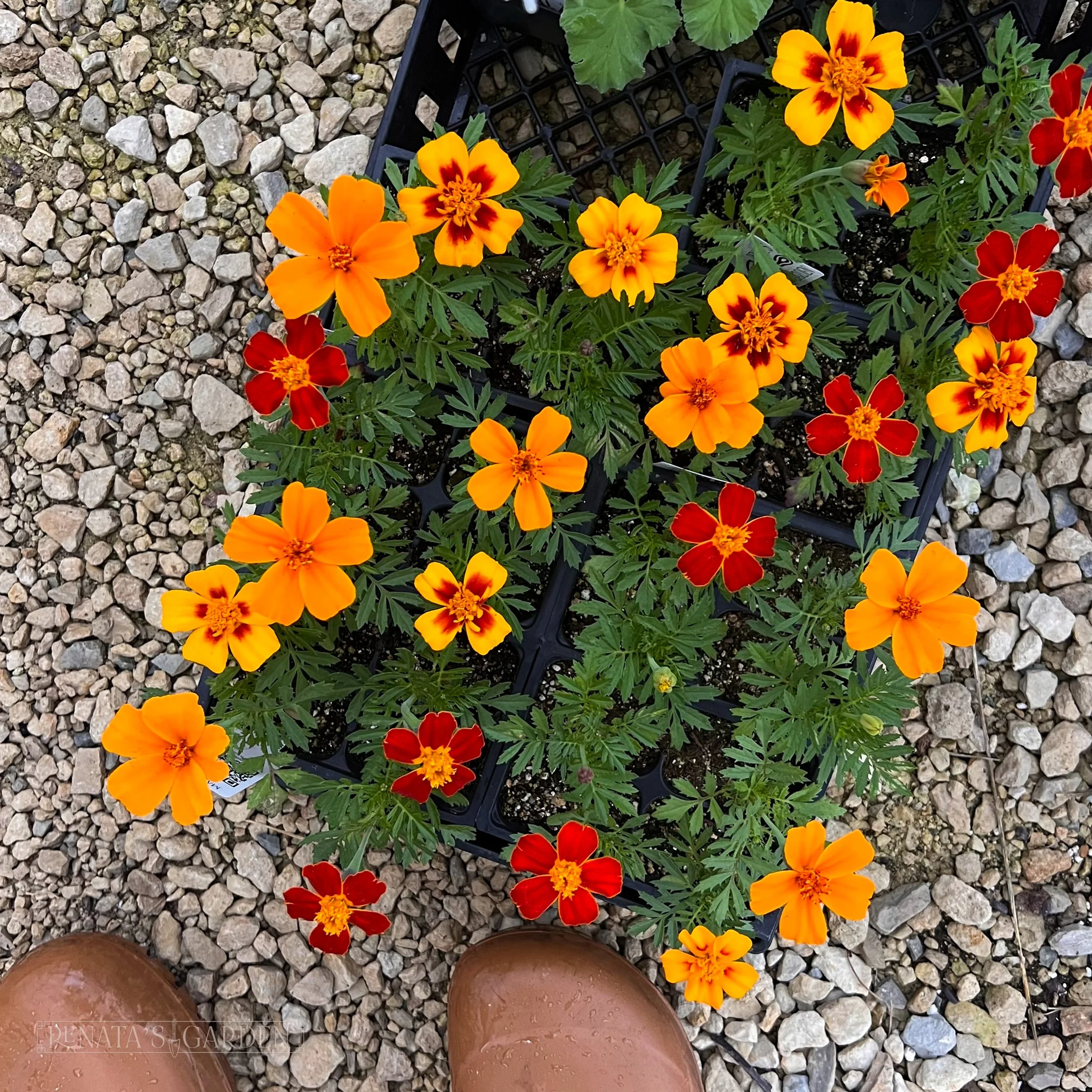 Marigold 'Disco Mix'