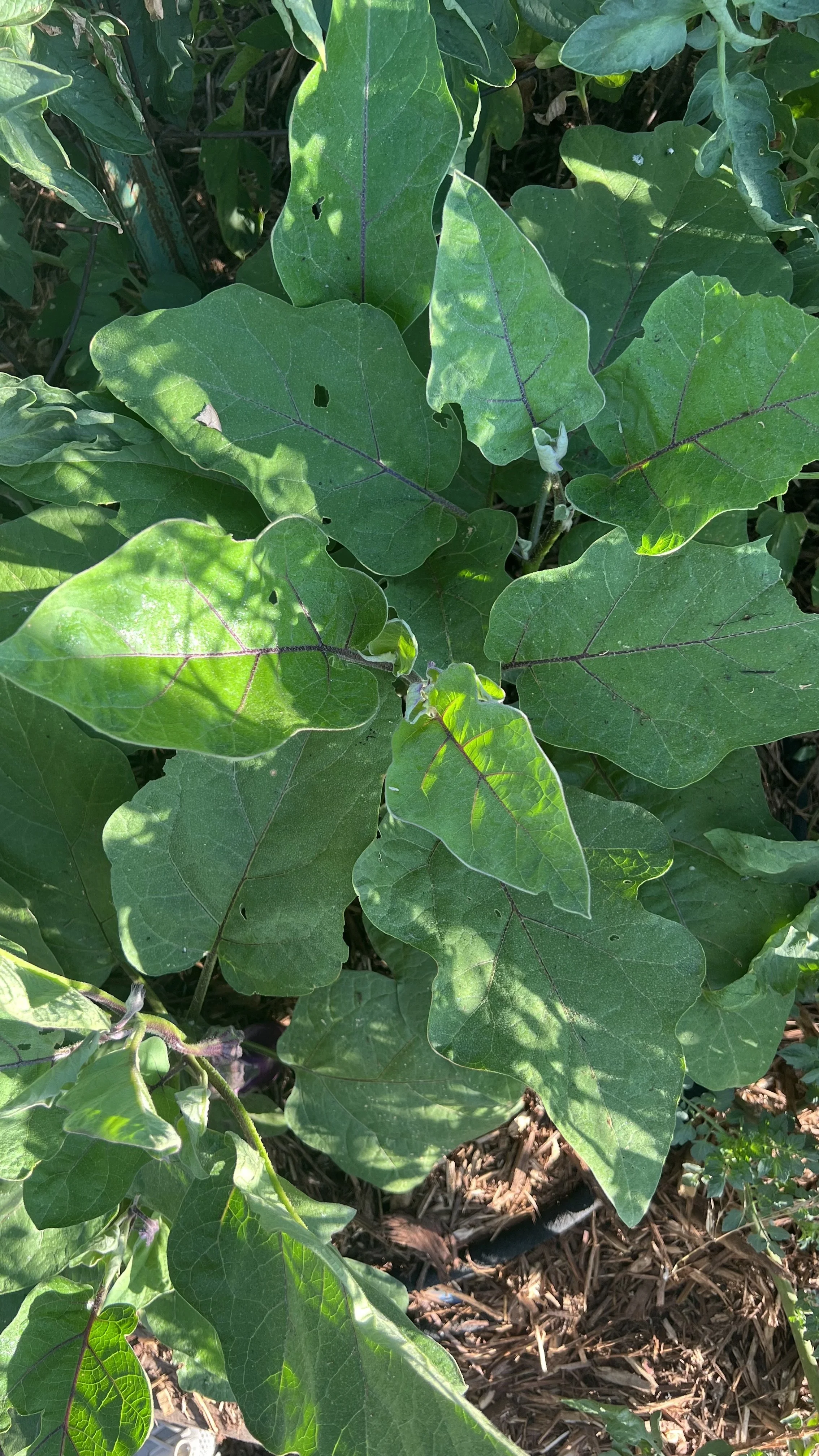 eggplant in garden
