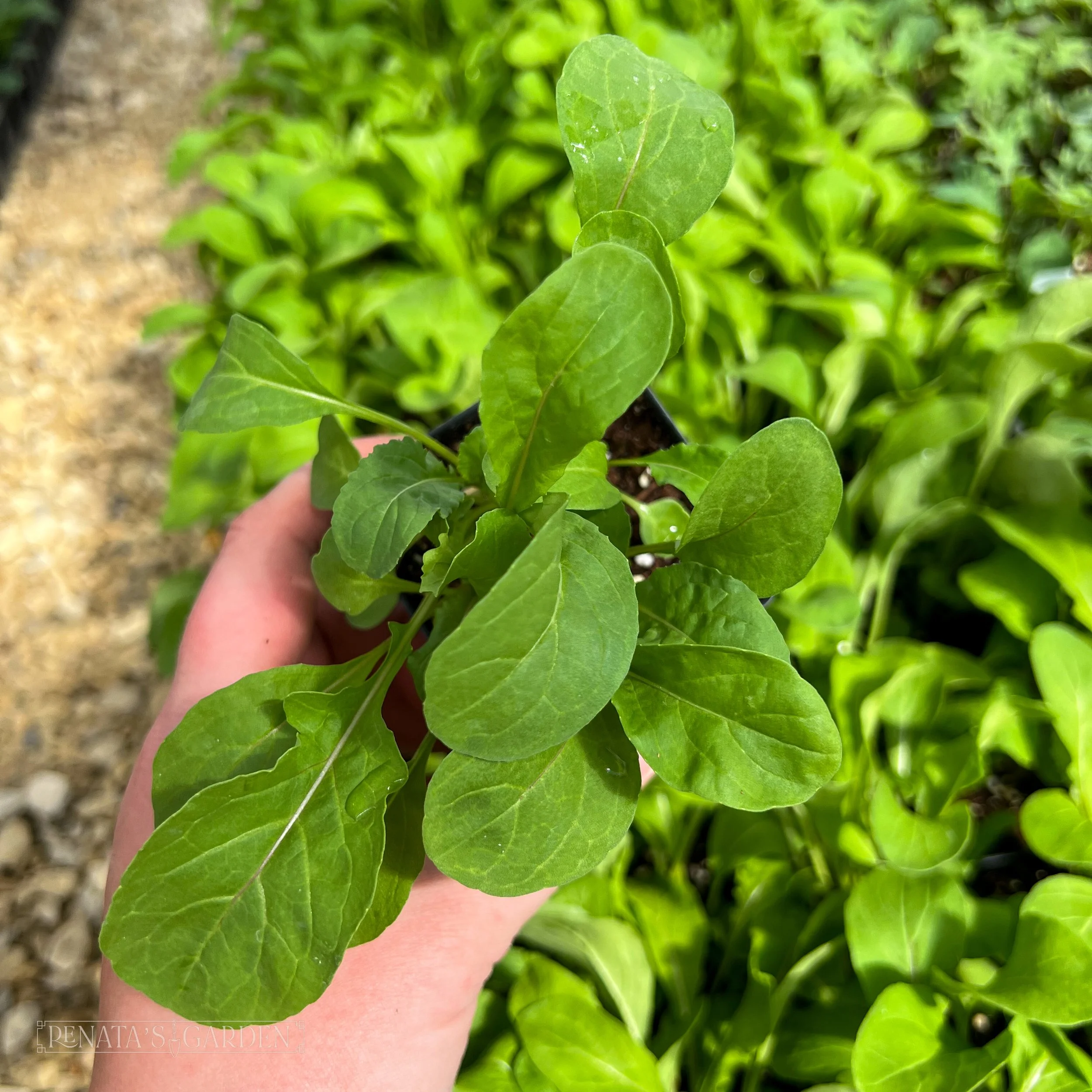 Arugula