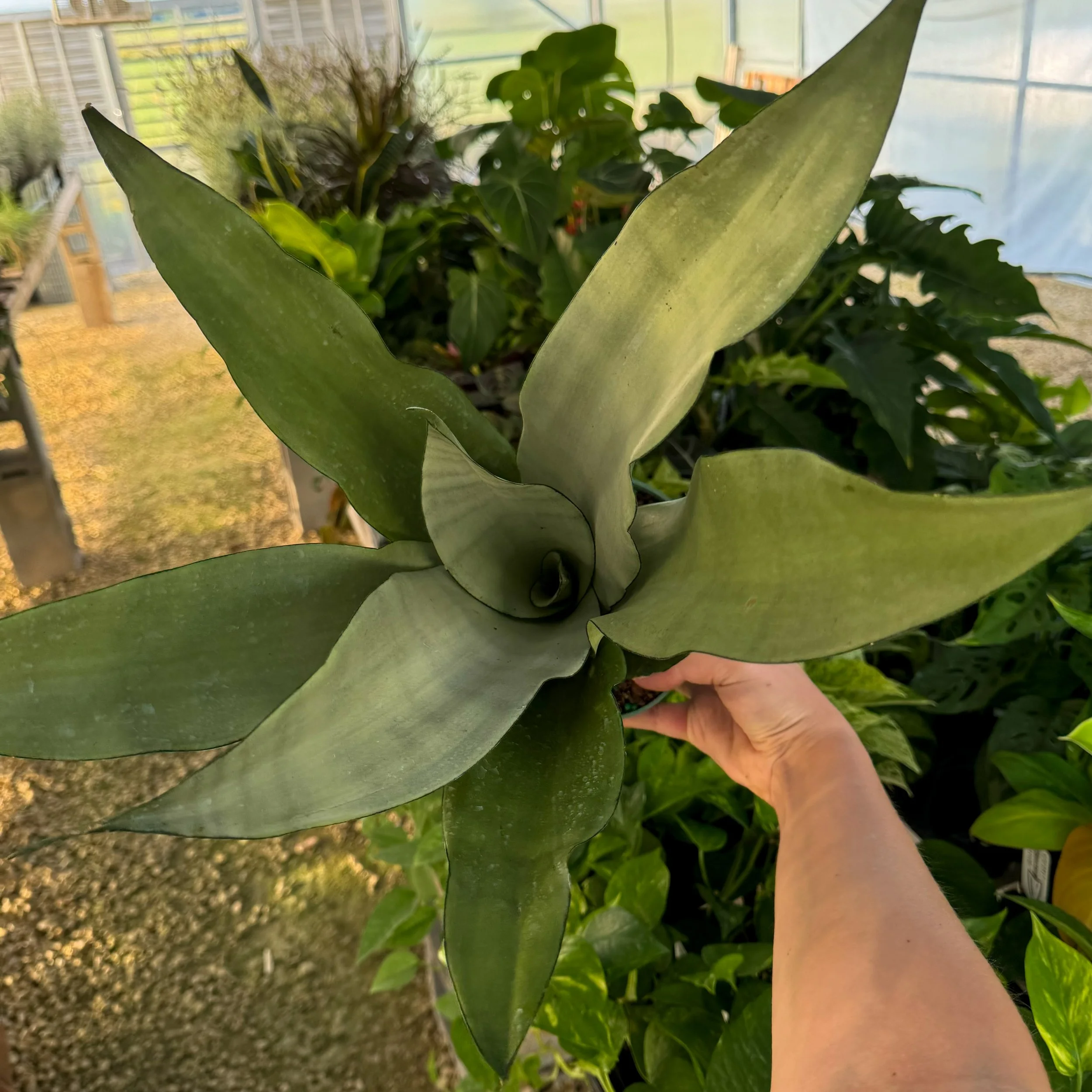 Moonshine Snake Plant