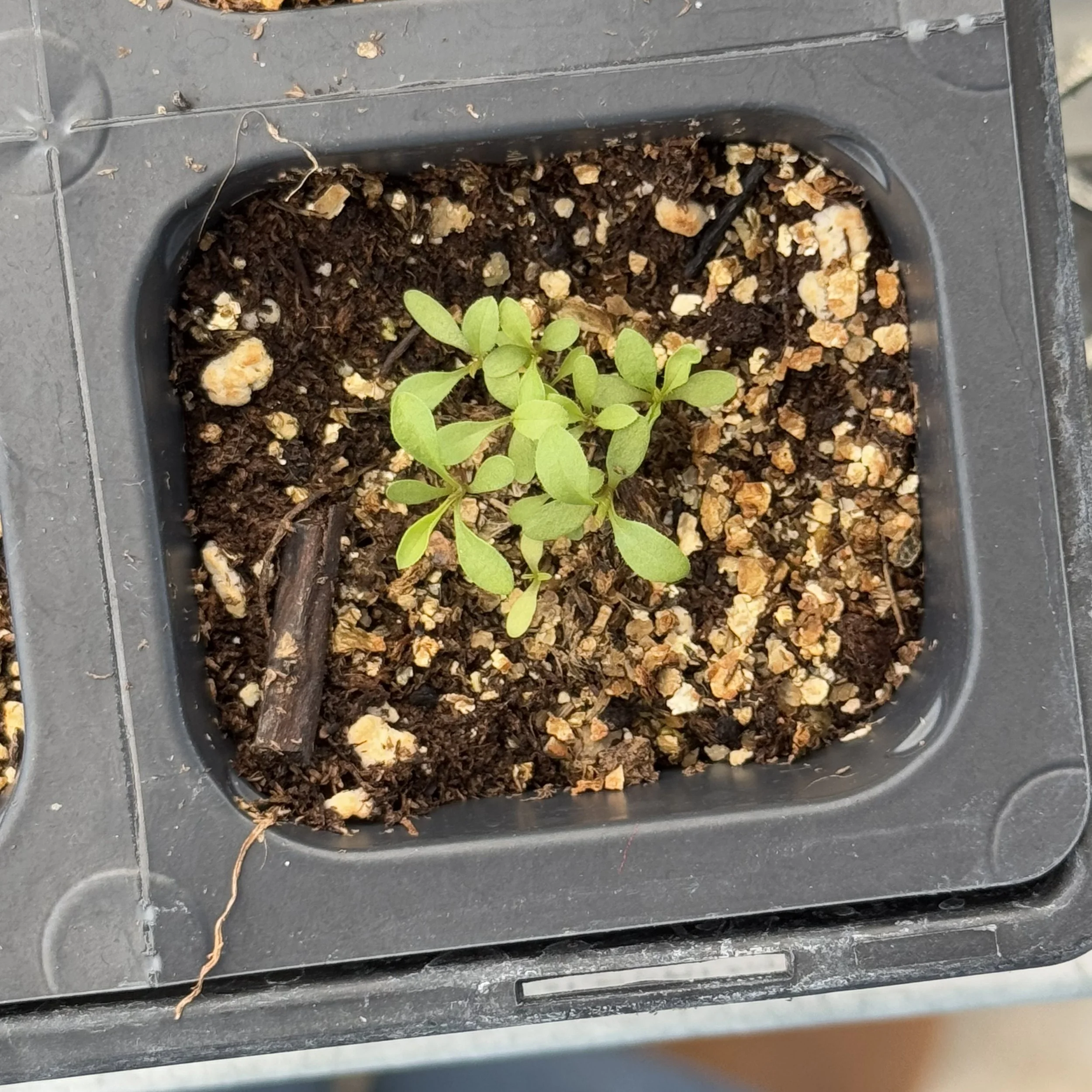 goldenrod seedlings