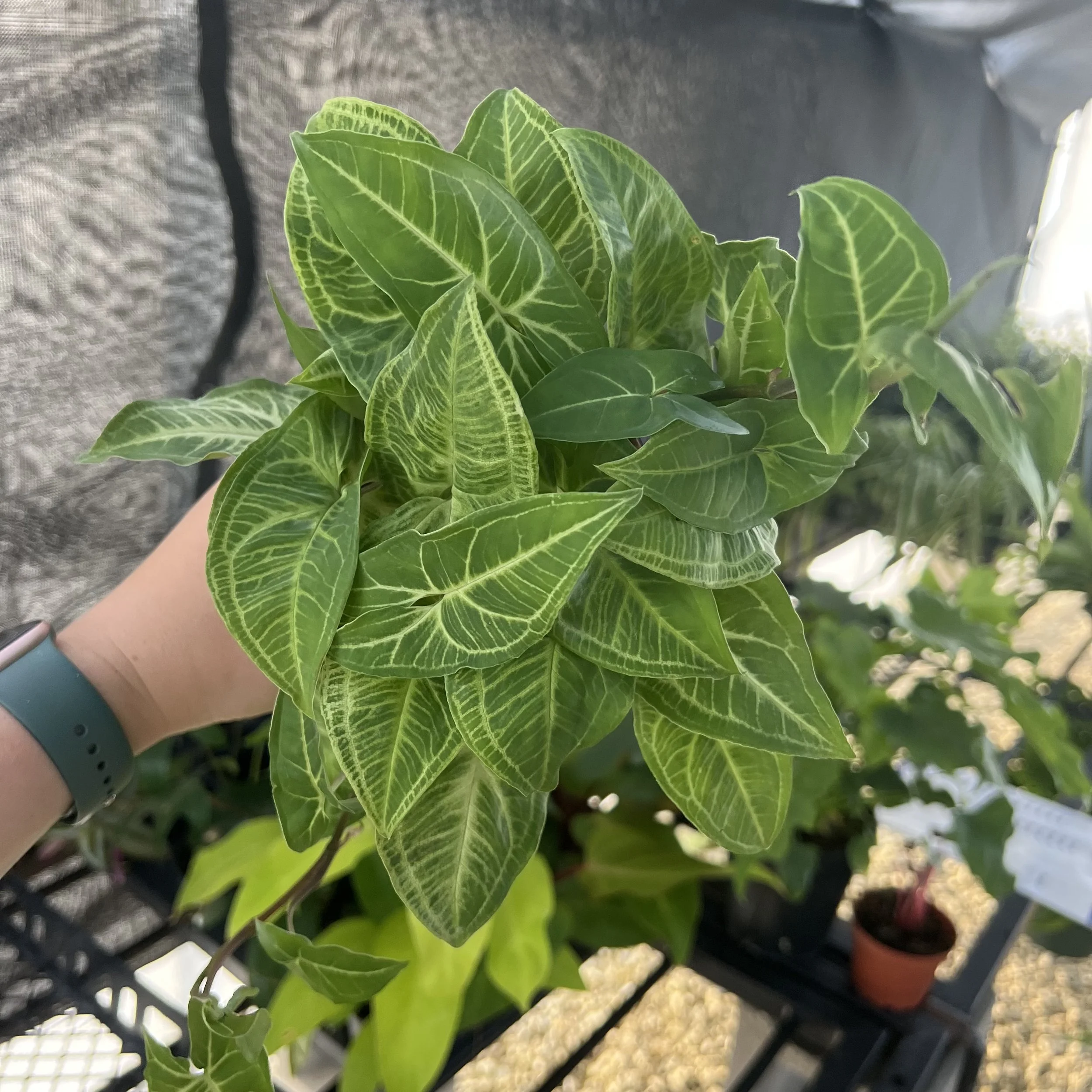 Batik Arrowhead Vine