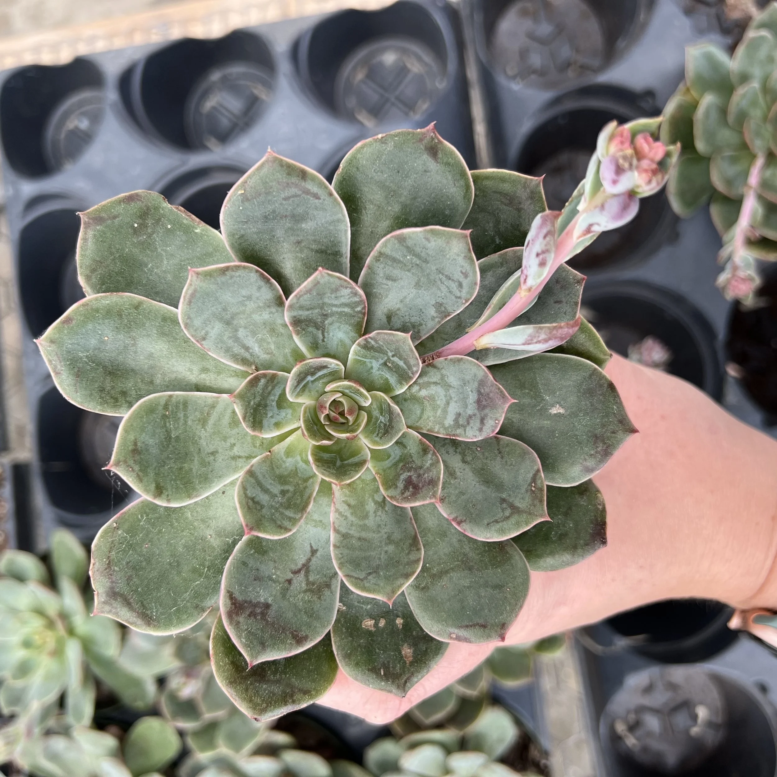 echeveria 'Santa Lewis'
