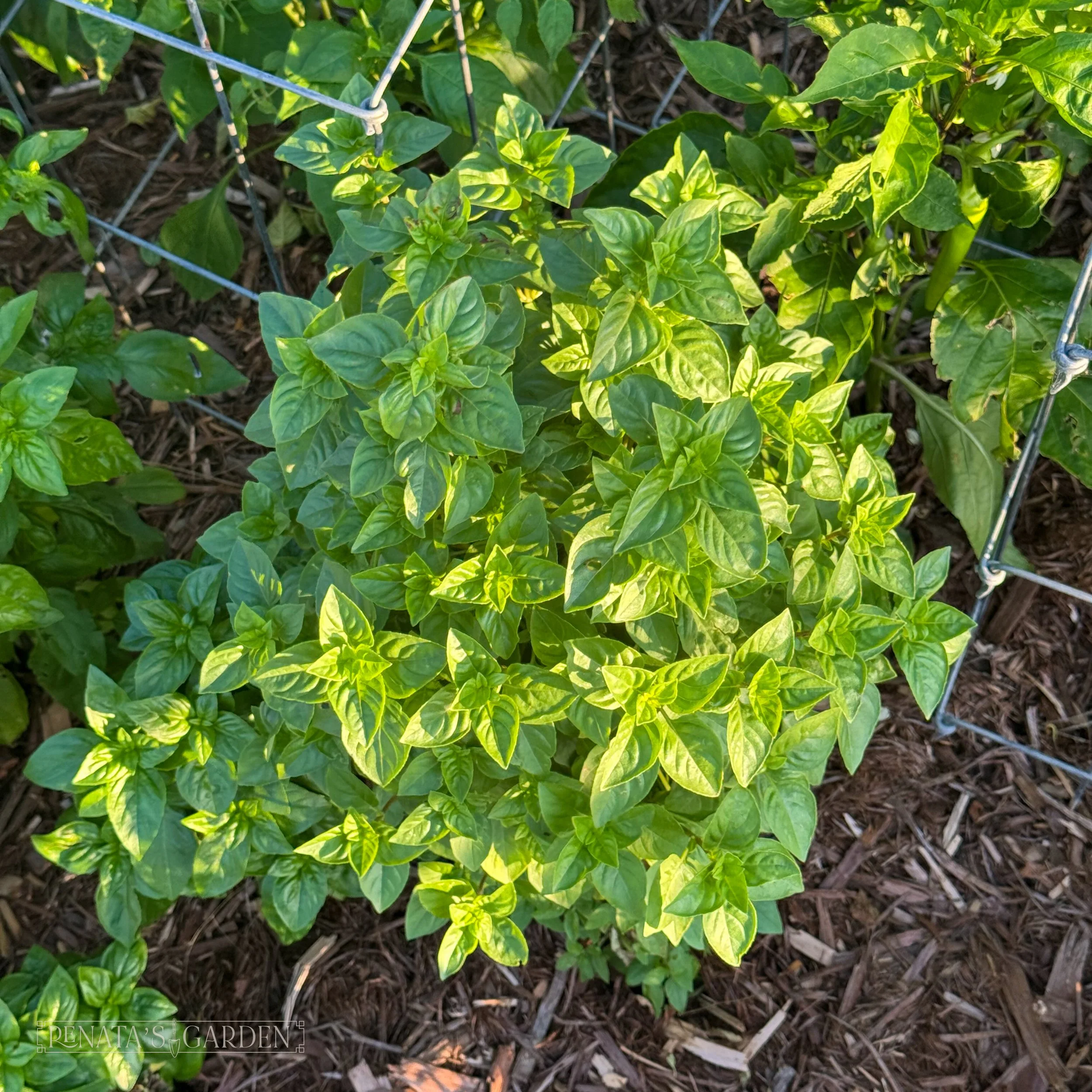 Basil 'Everleaf Lemon'
