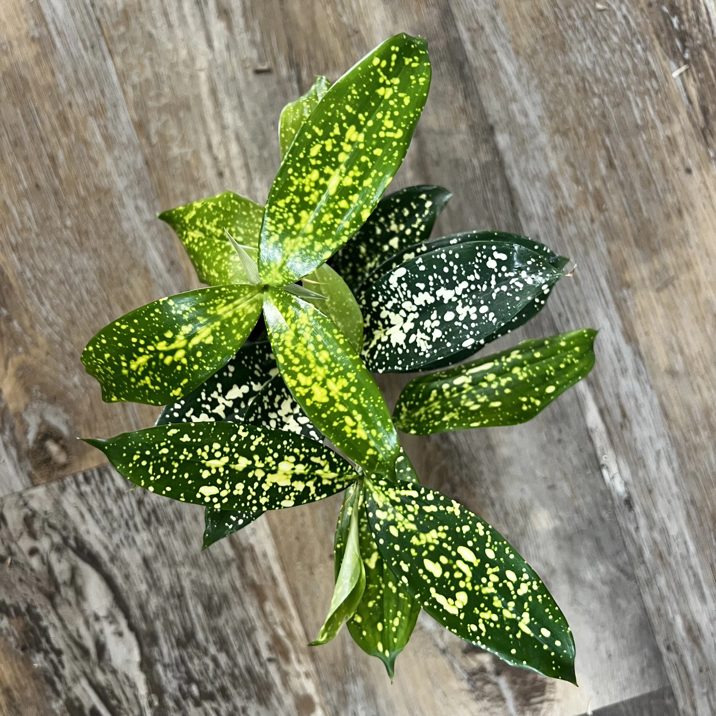 Dracaena squamiferum x pedatum