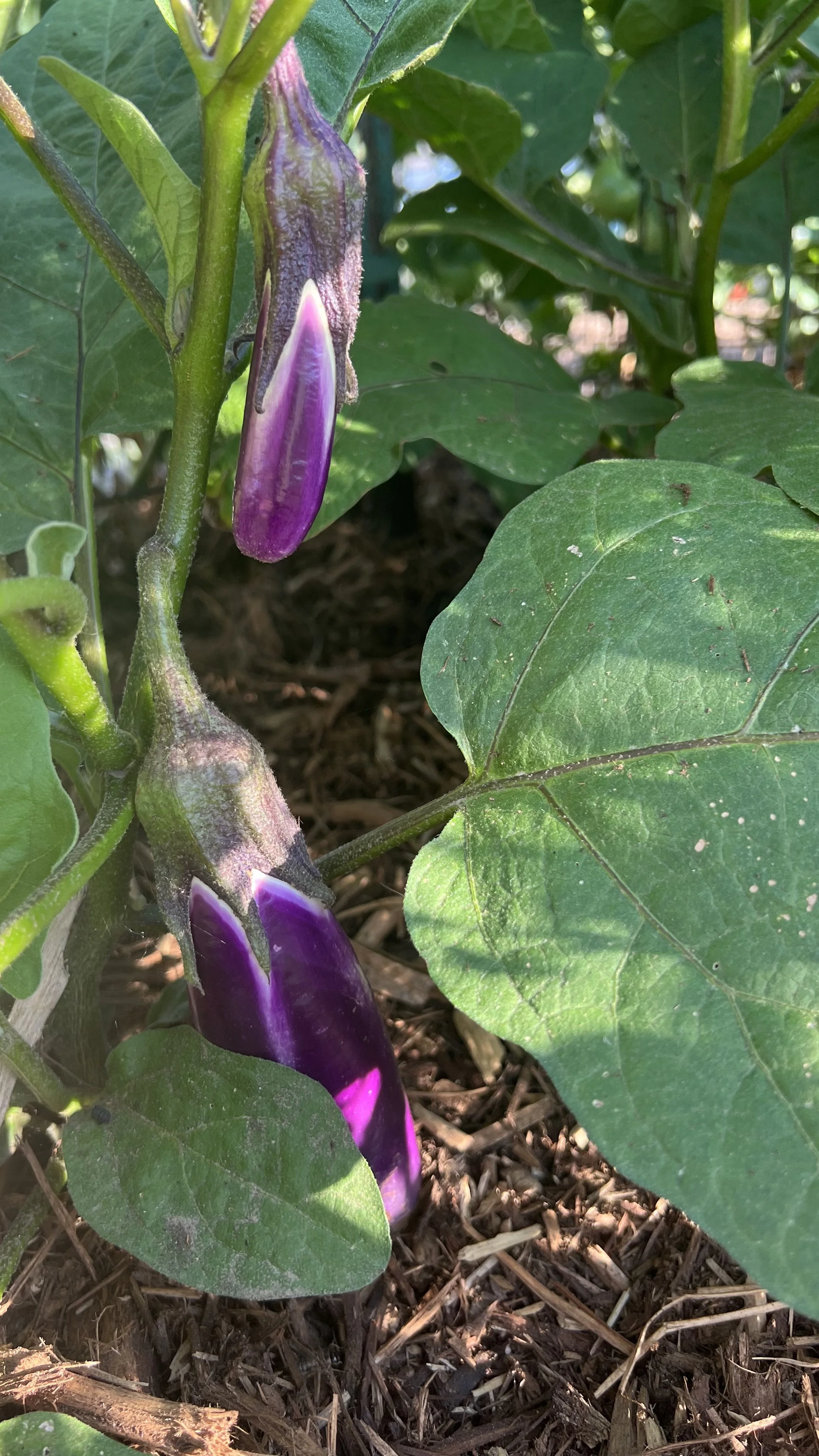 pingtung long eggplant
