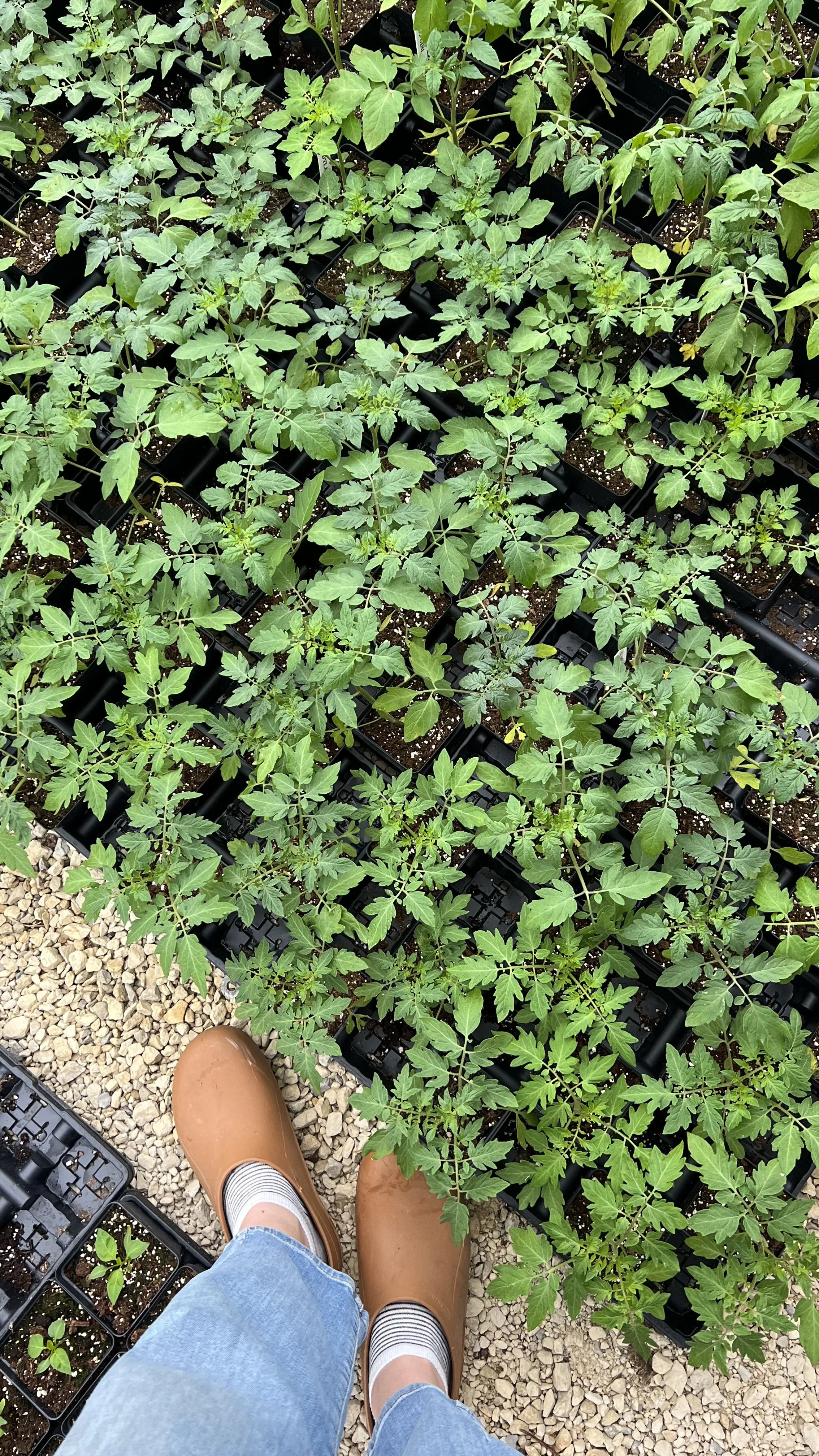 young tomato plants