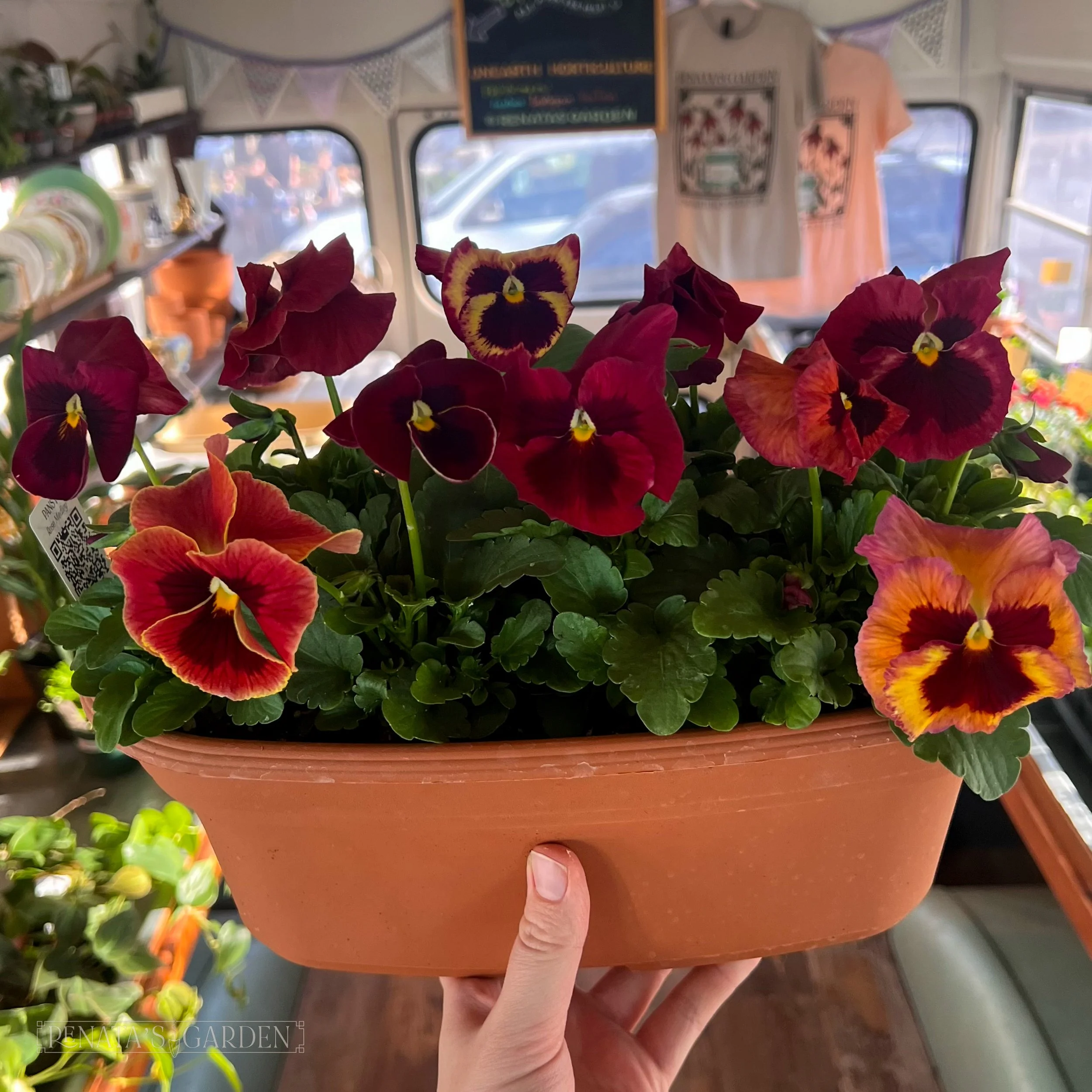 Pansy 'Rose Medley' Mix