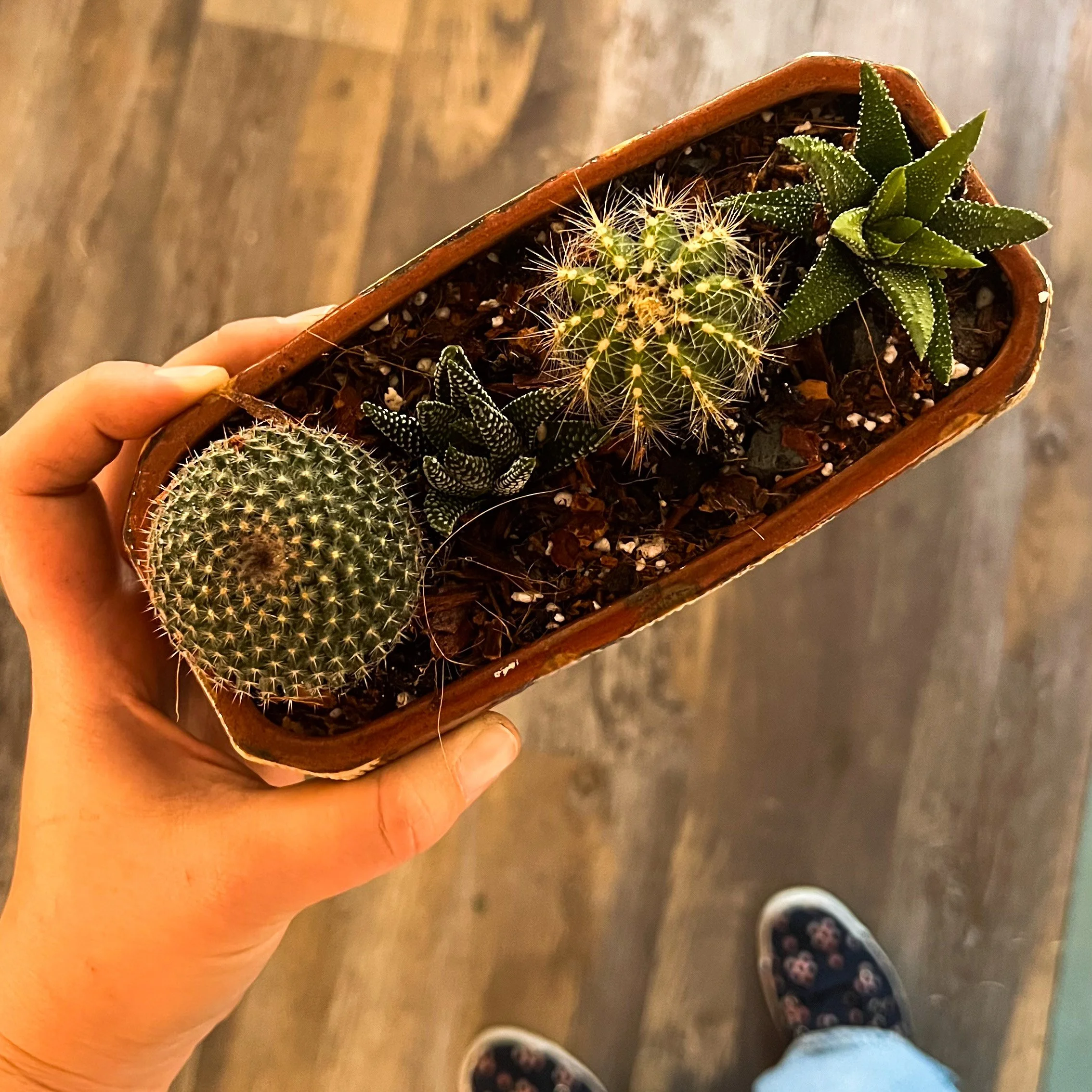 cactus window box