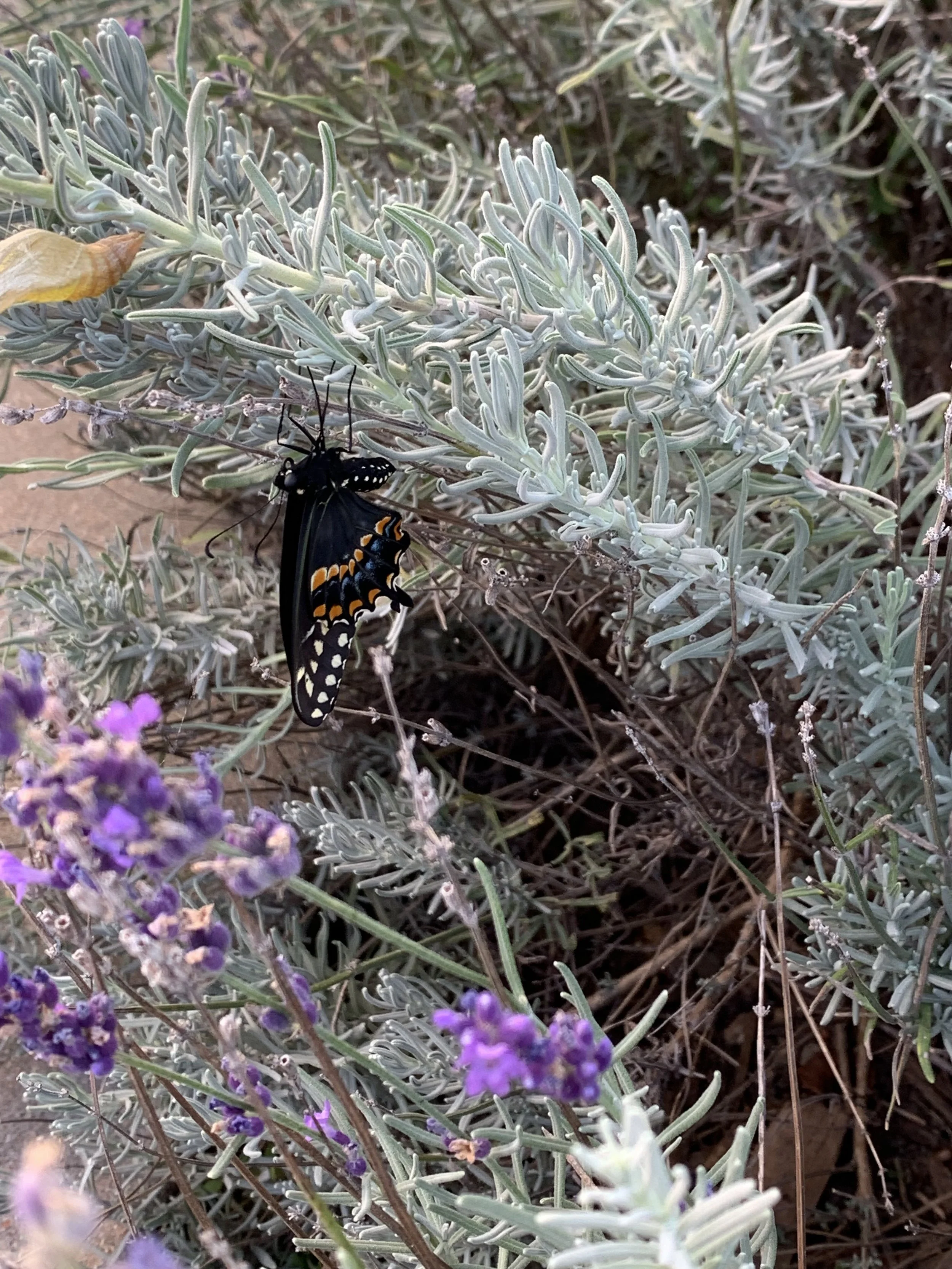 swallowtail butterfly on lavender plant