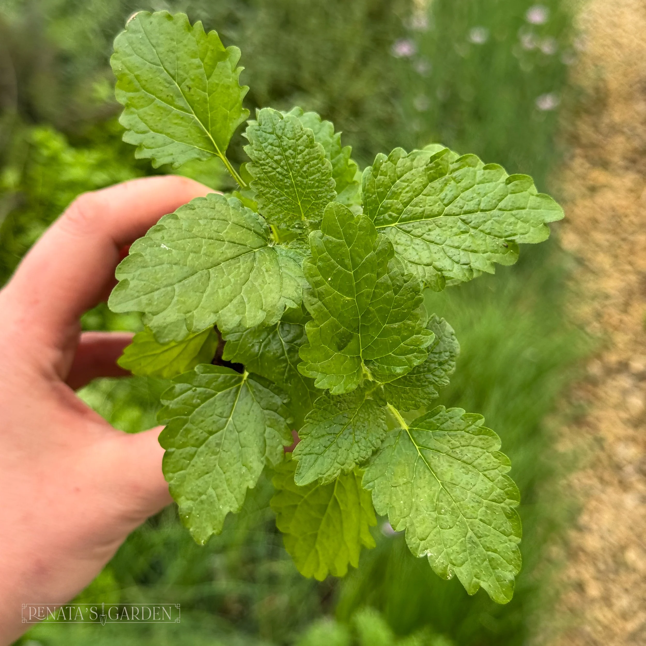 Lemon Balm