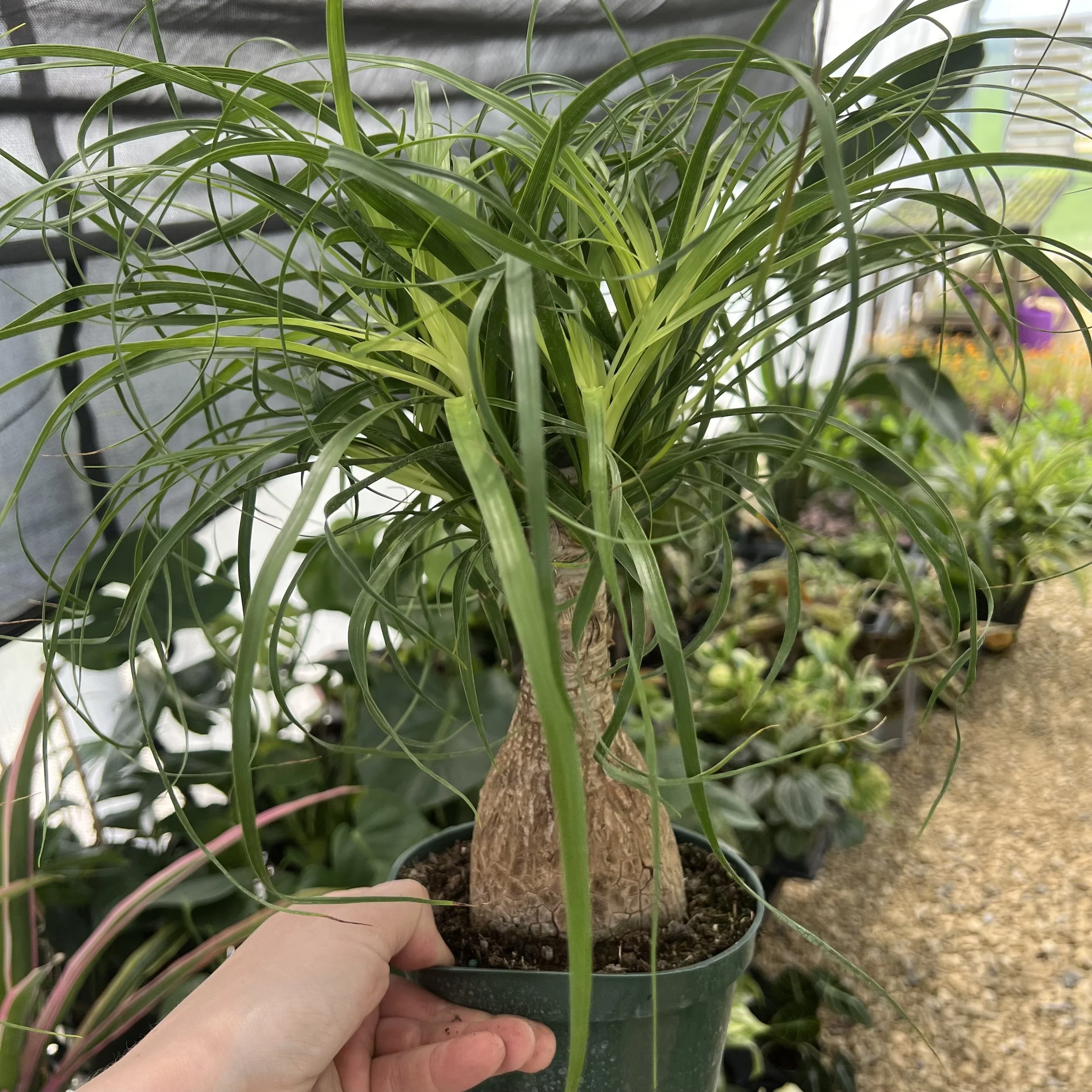 ponytail palm