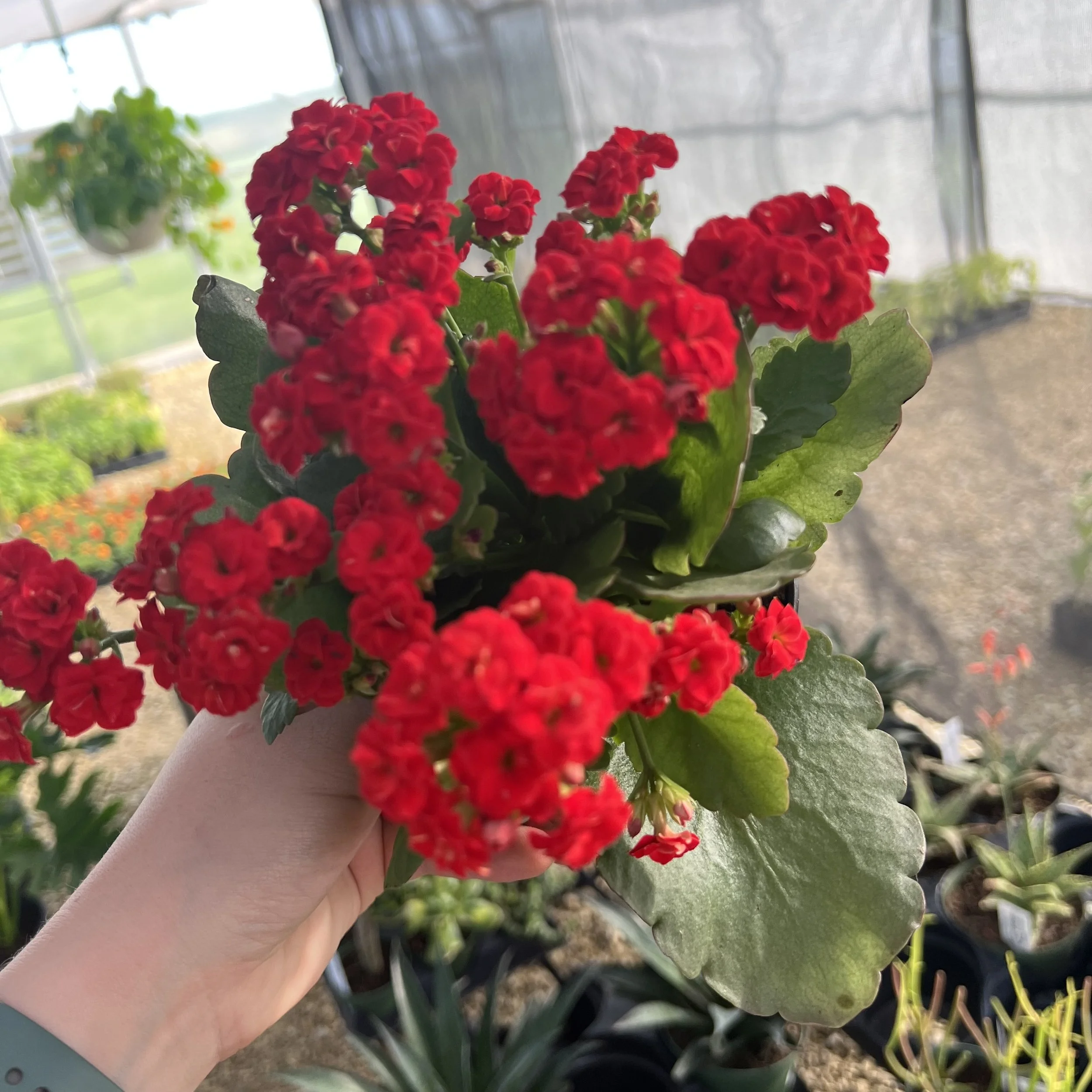 red kalanchoe