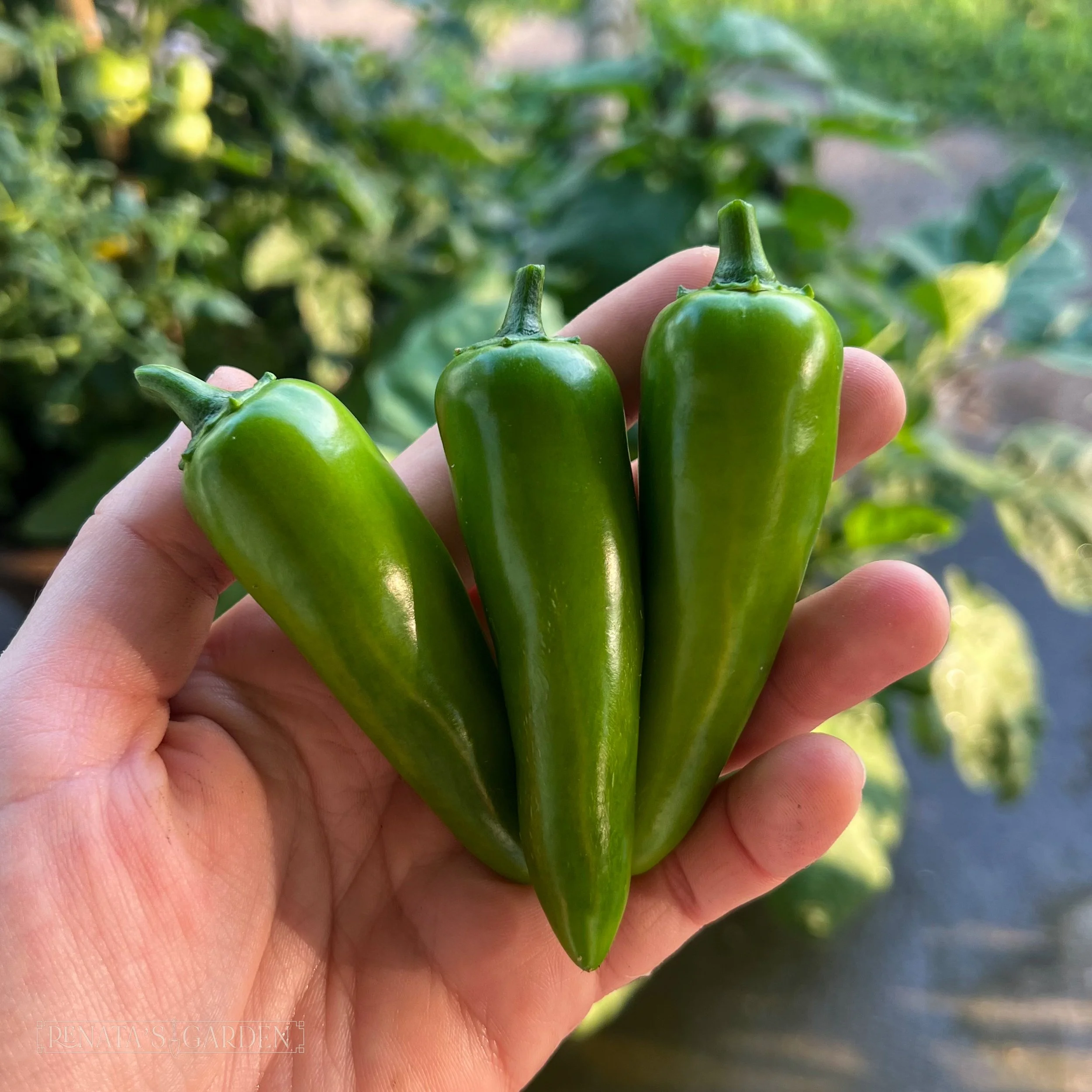 Jalapeño Pepper 'Pot-a-peño'