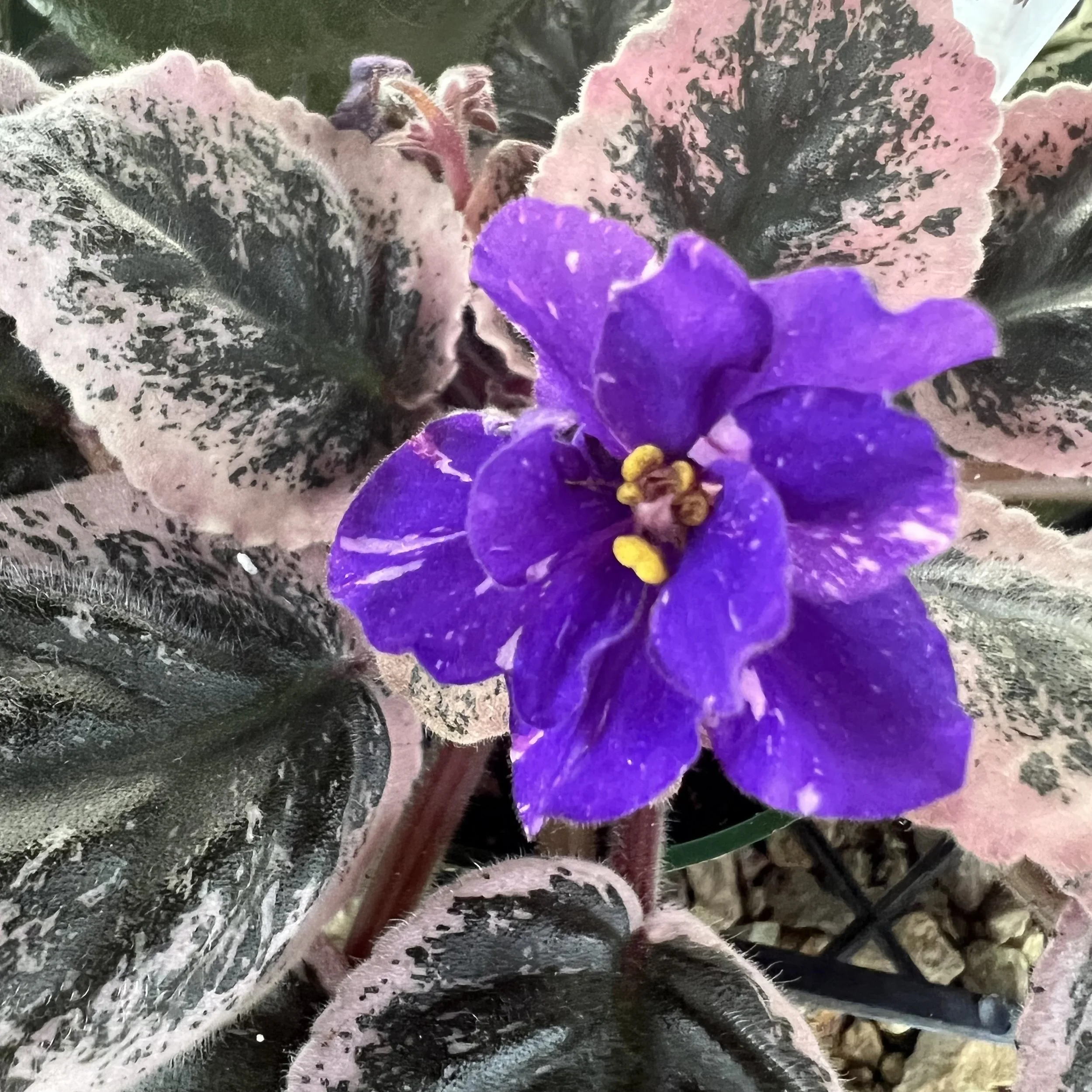 Violet variegated flower