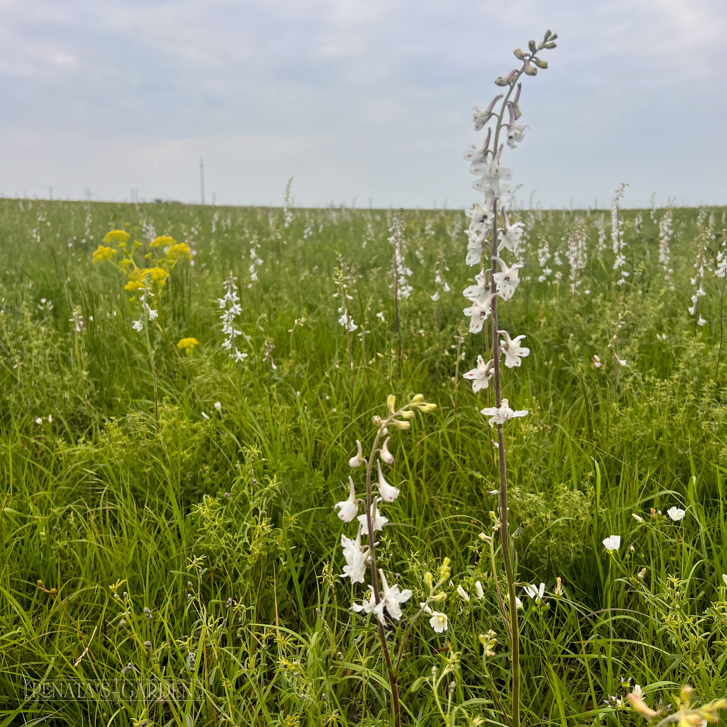 Plains Larkspur