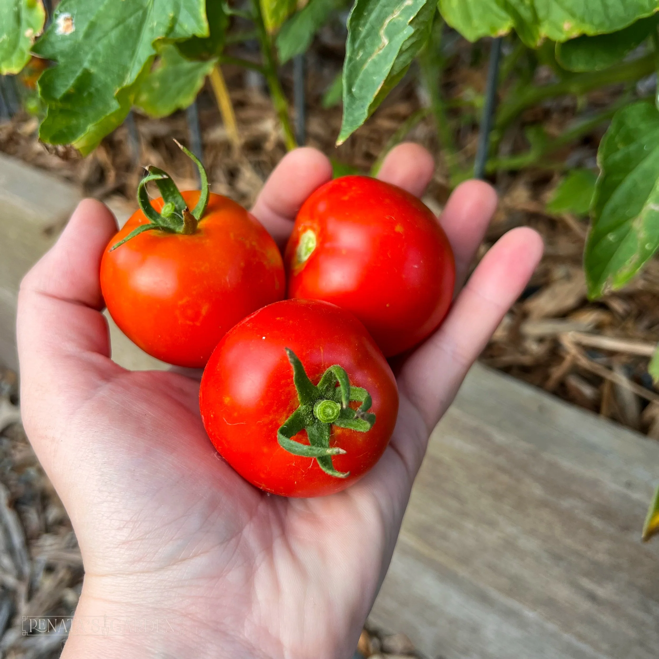 Slicer Tomato 'Early Girl'