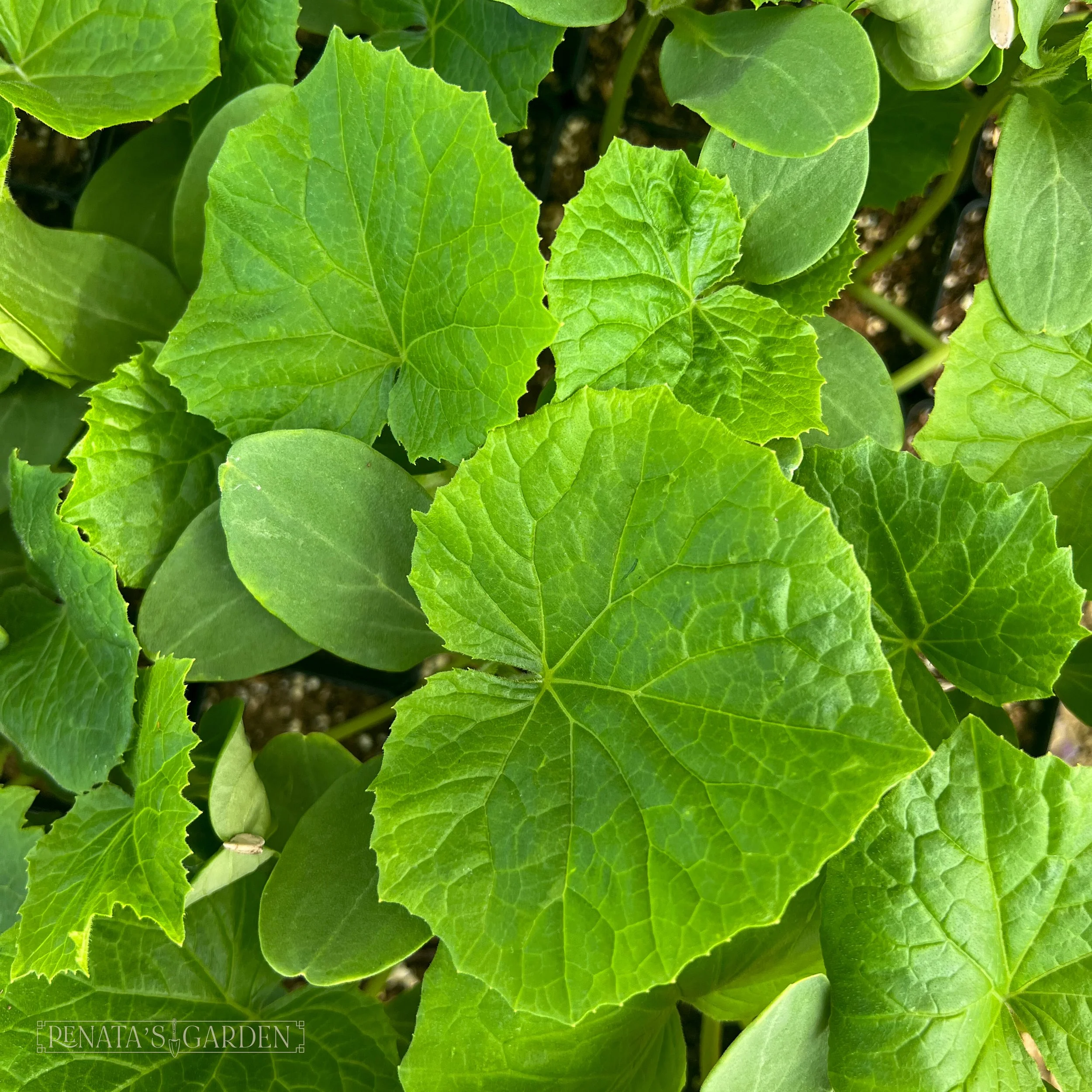 Cucumber 'Patio Snacker'