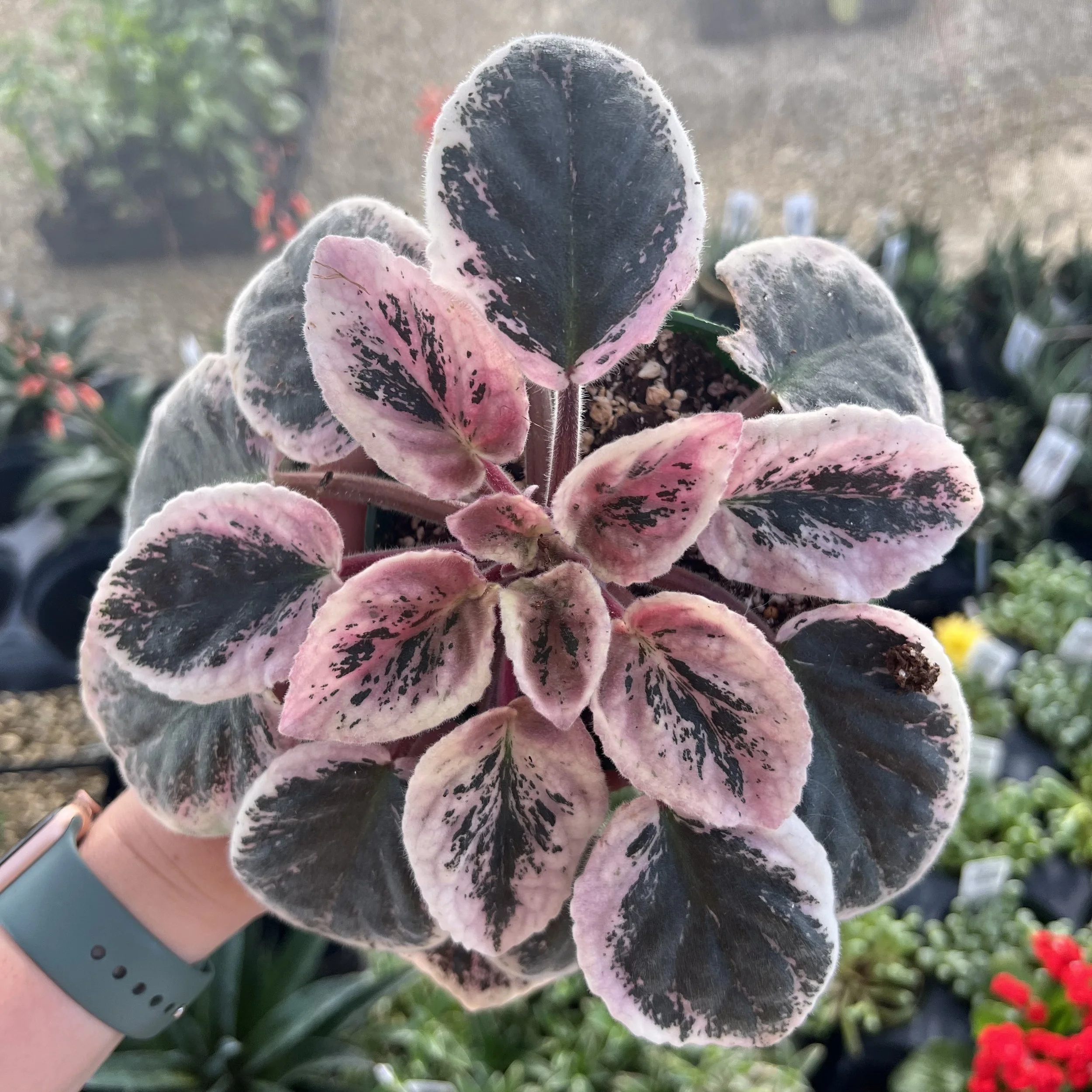 Variegated African Violet