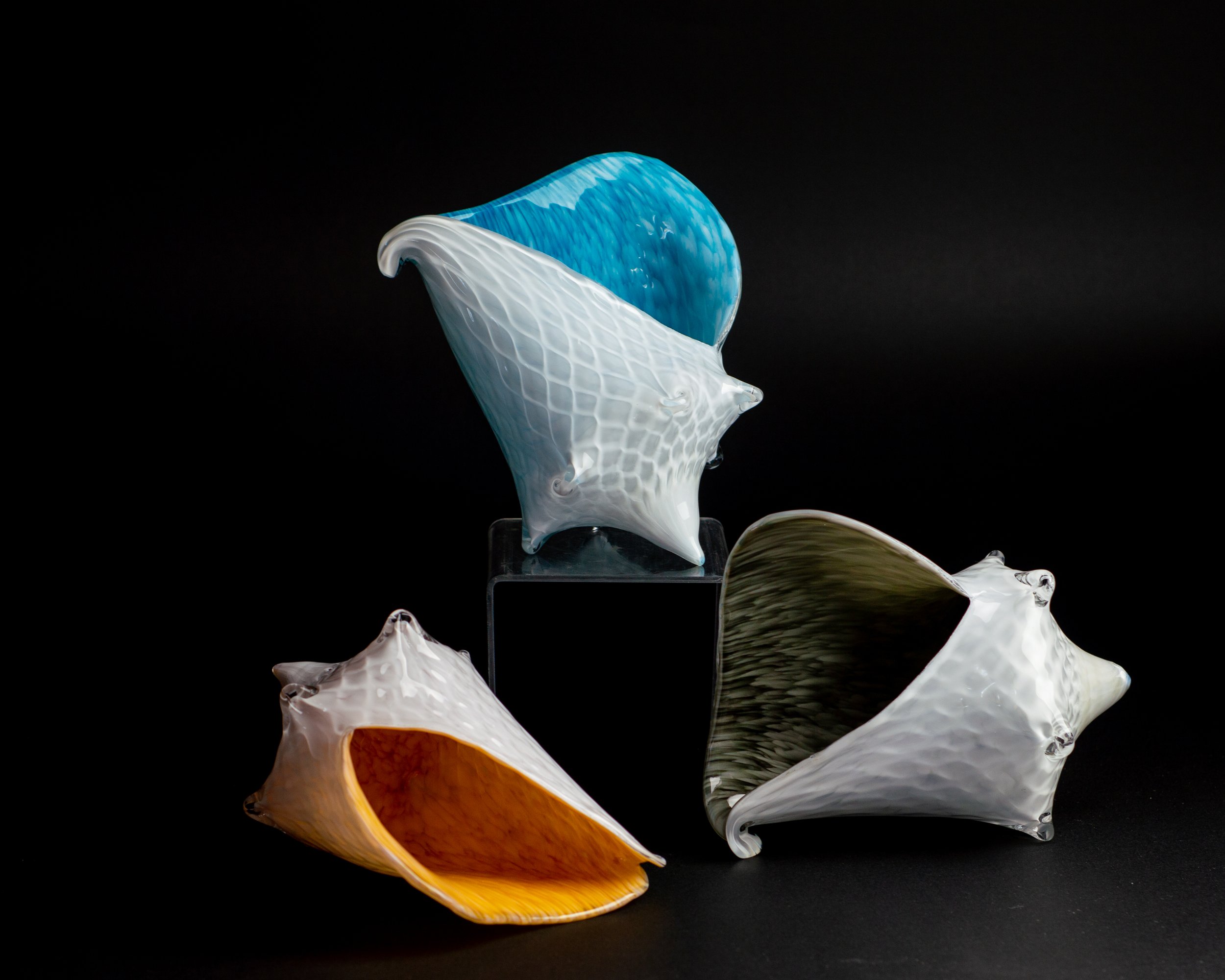 Classic Conch Shells