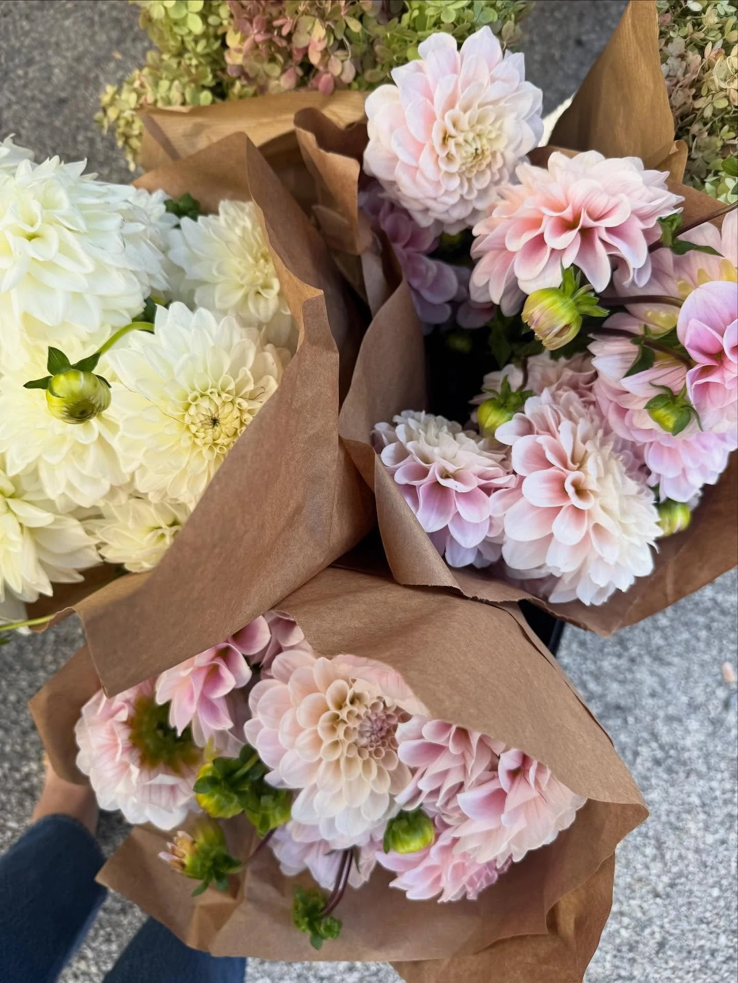 missing dahlia season already 🌸🌸🌸