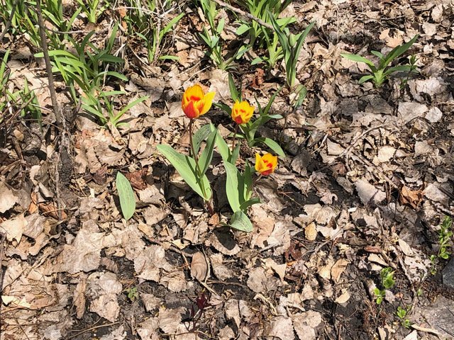 Yellow red spring flowers.jpeg